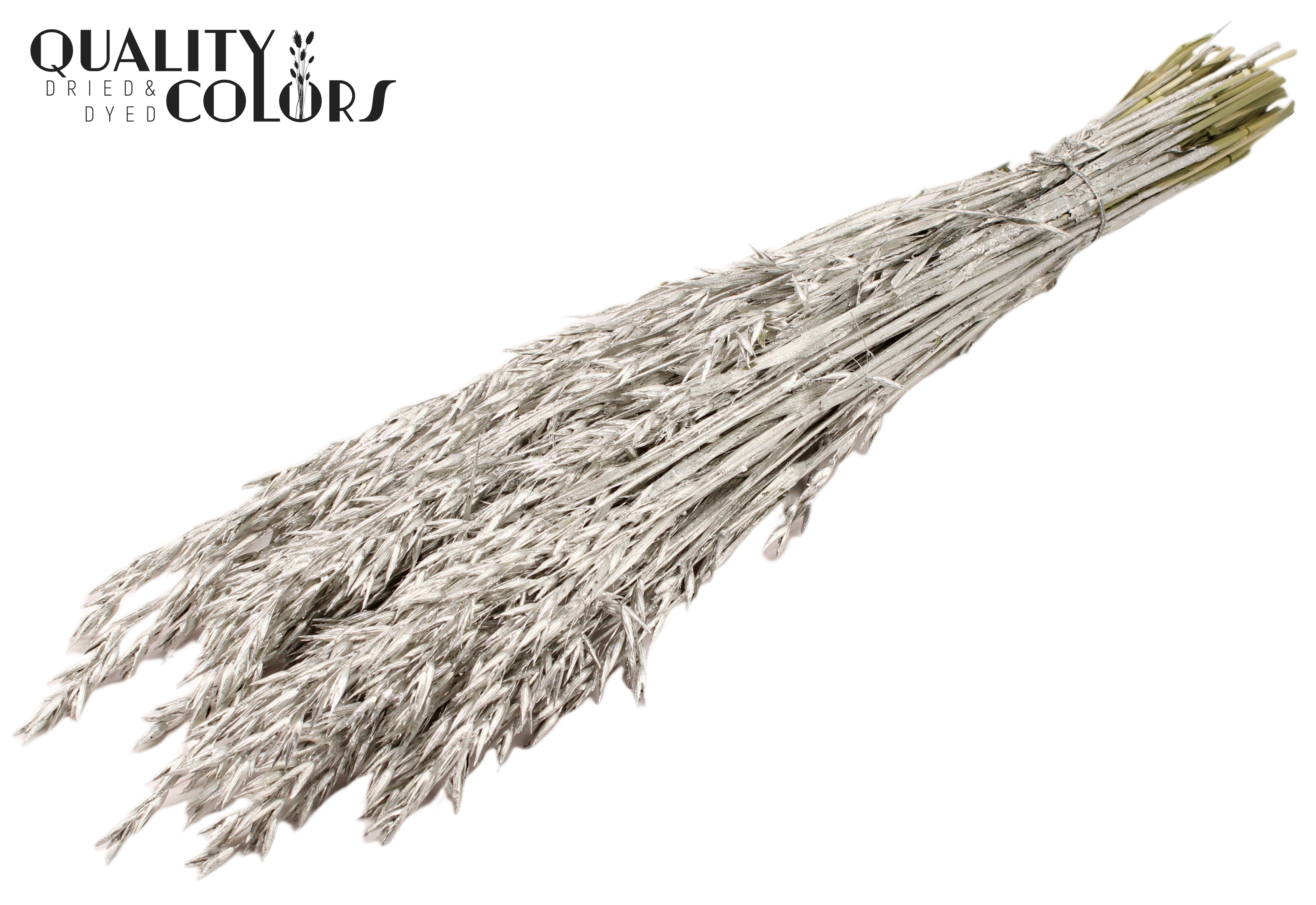 Avena Platinum Per Bunch 60cm