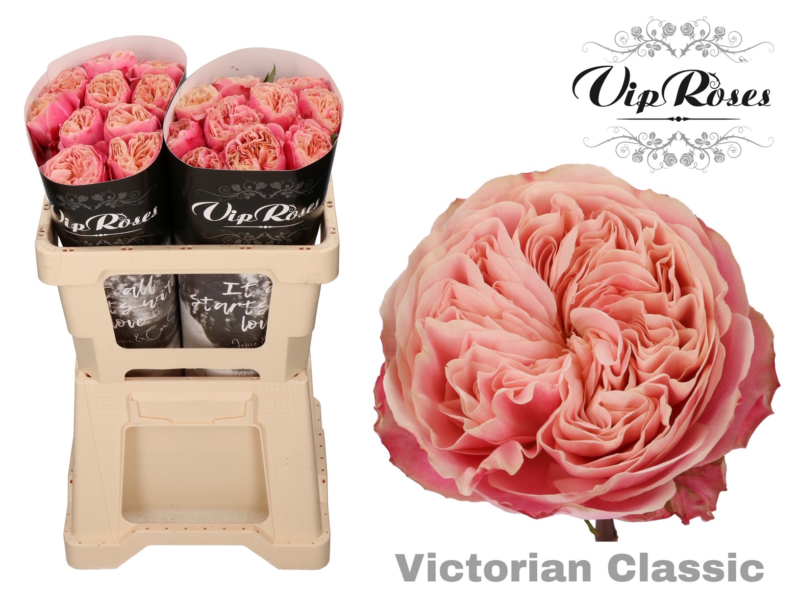 R Gr Victor Classic@ 50 cm