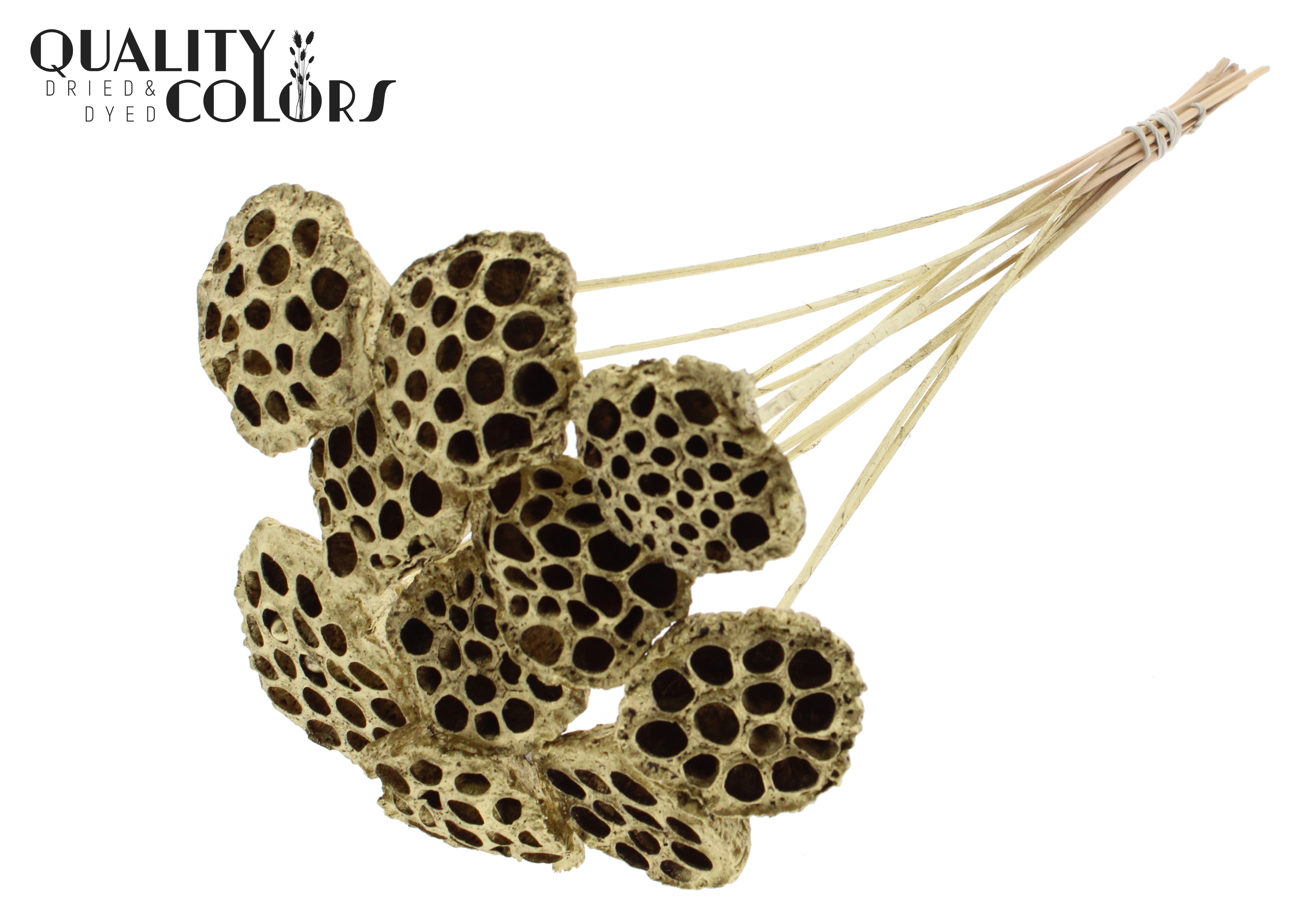 Lotus Gold 50cm