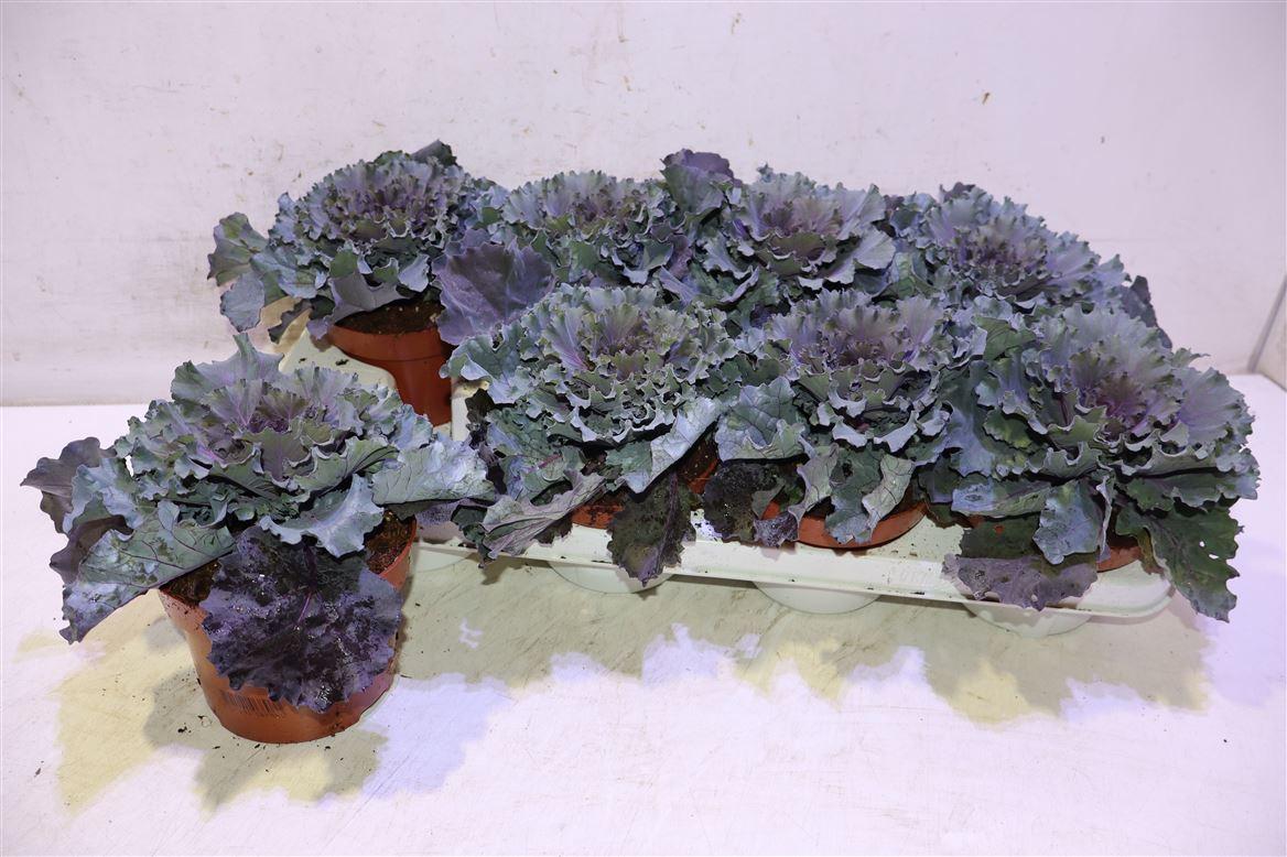 Brassica Oleracea Rood Blad