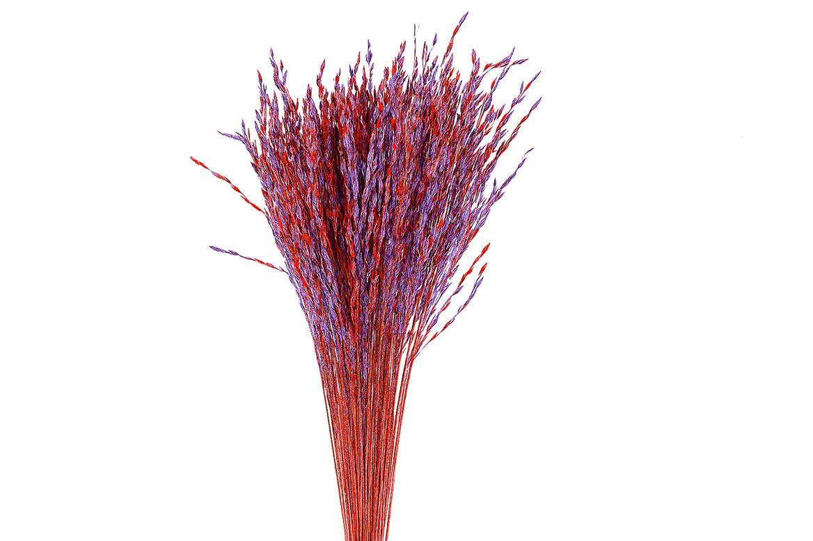 Dried Artz Rice Grass Mondriaan Bunch
