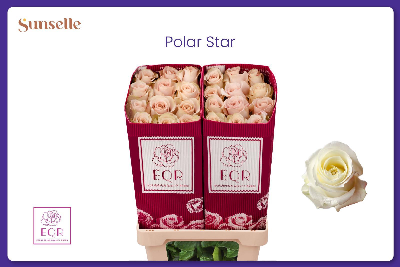 Rosa Polarstar 50cm