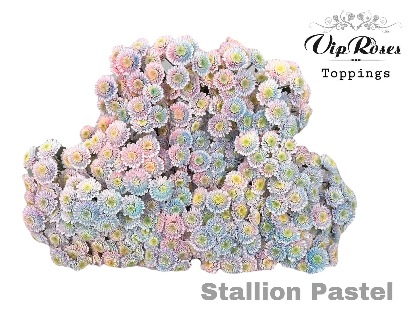 Chr T Stallion Pastel 70 cm