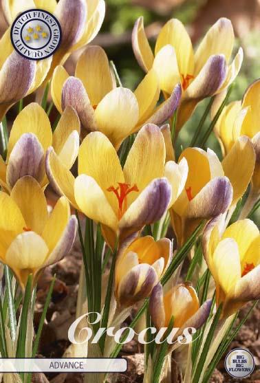 Crocus Chrysanthus Advance X10