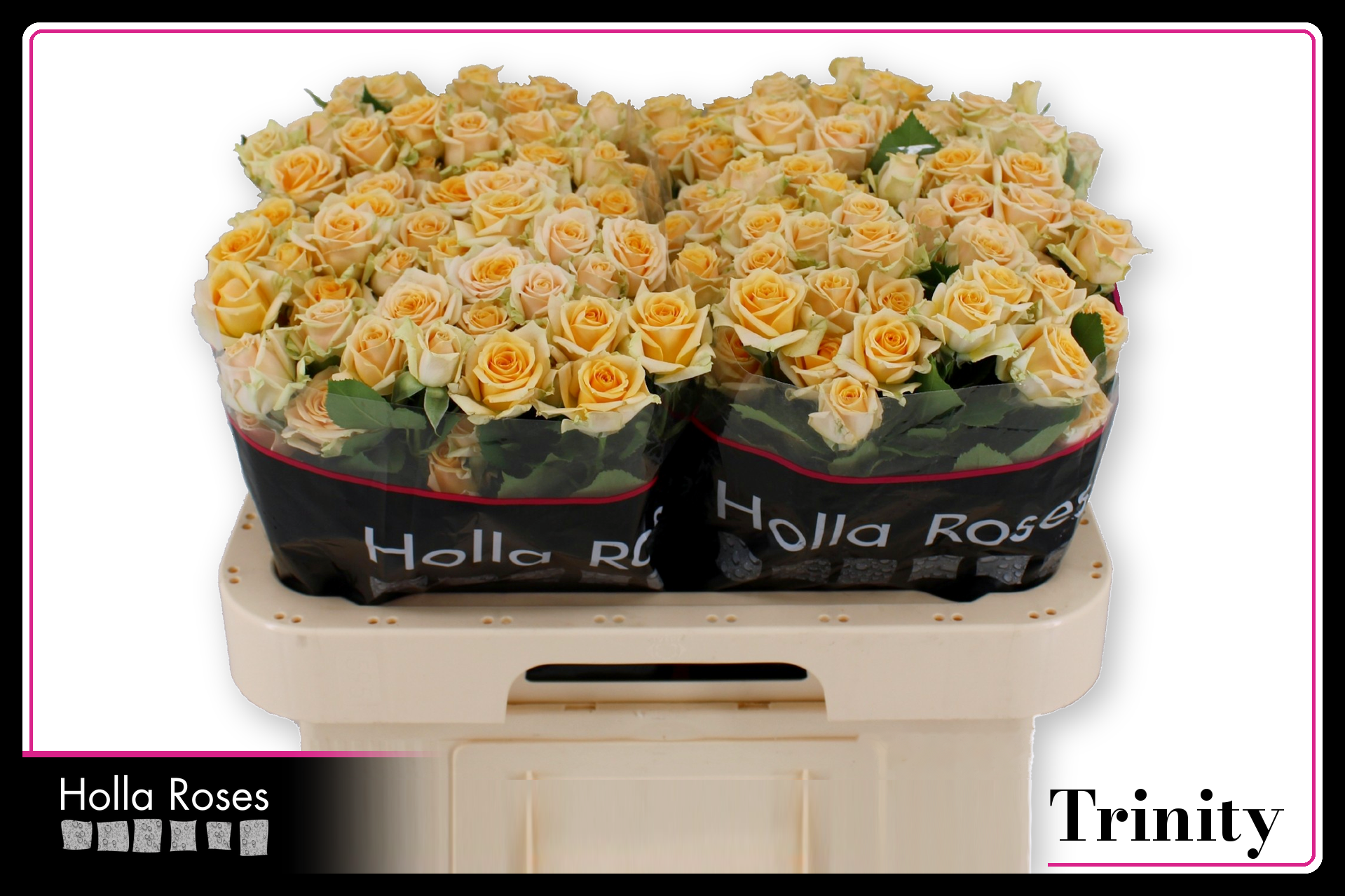 Rosa Spr Trinity 60cm