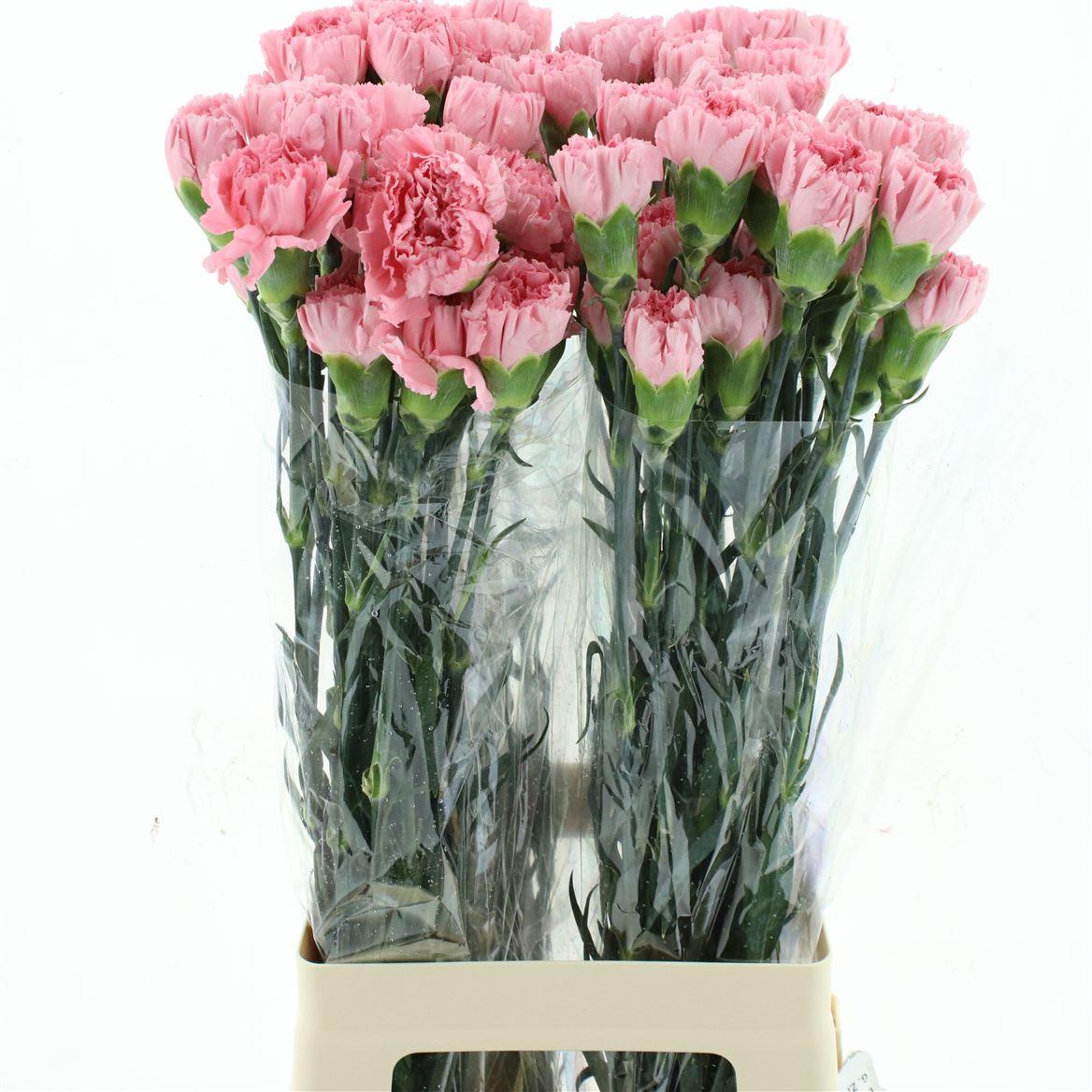 Di St Col Verona Pink