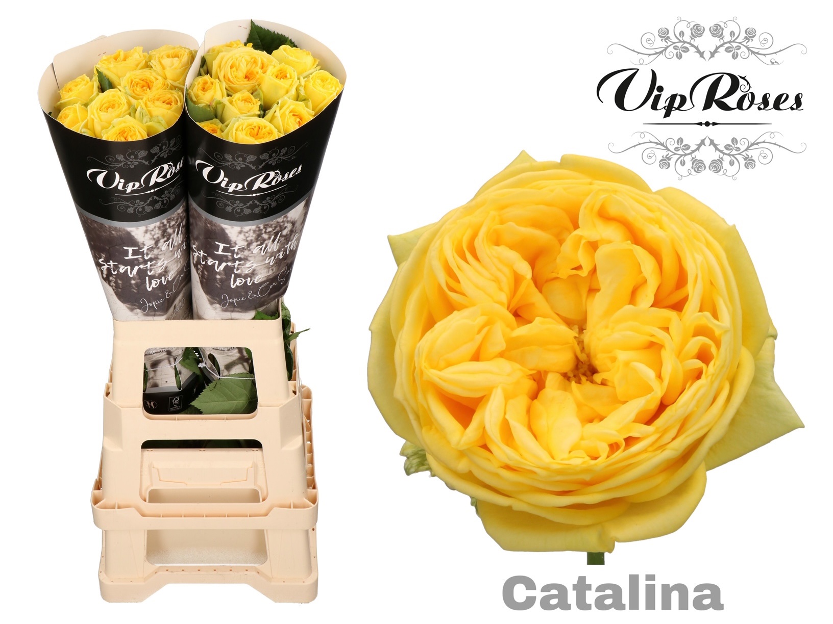 R Gr Catalina@