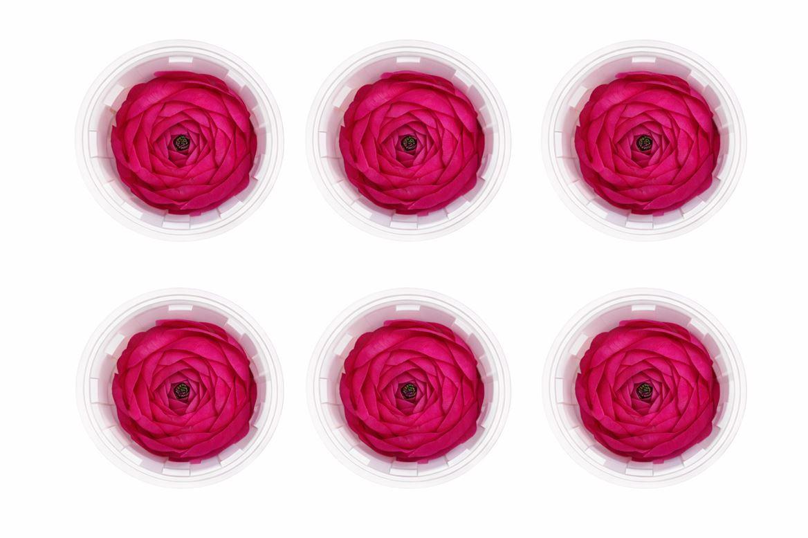 Ran Pres Fuchsia