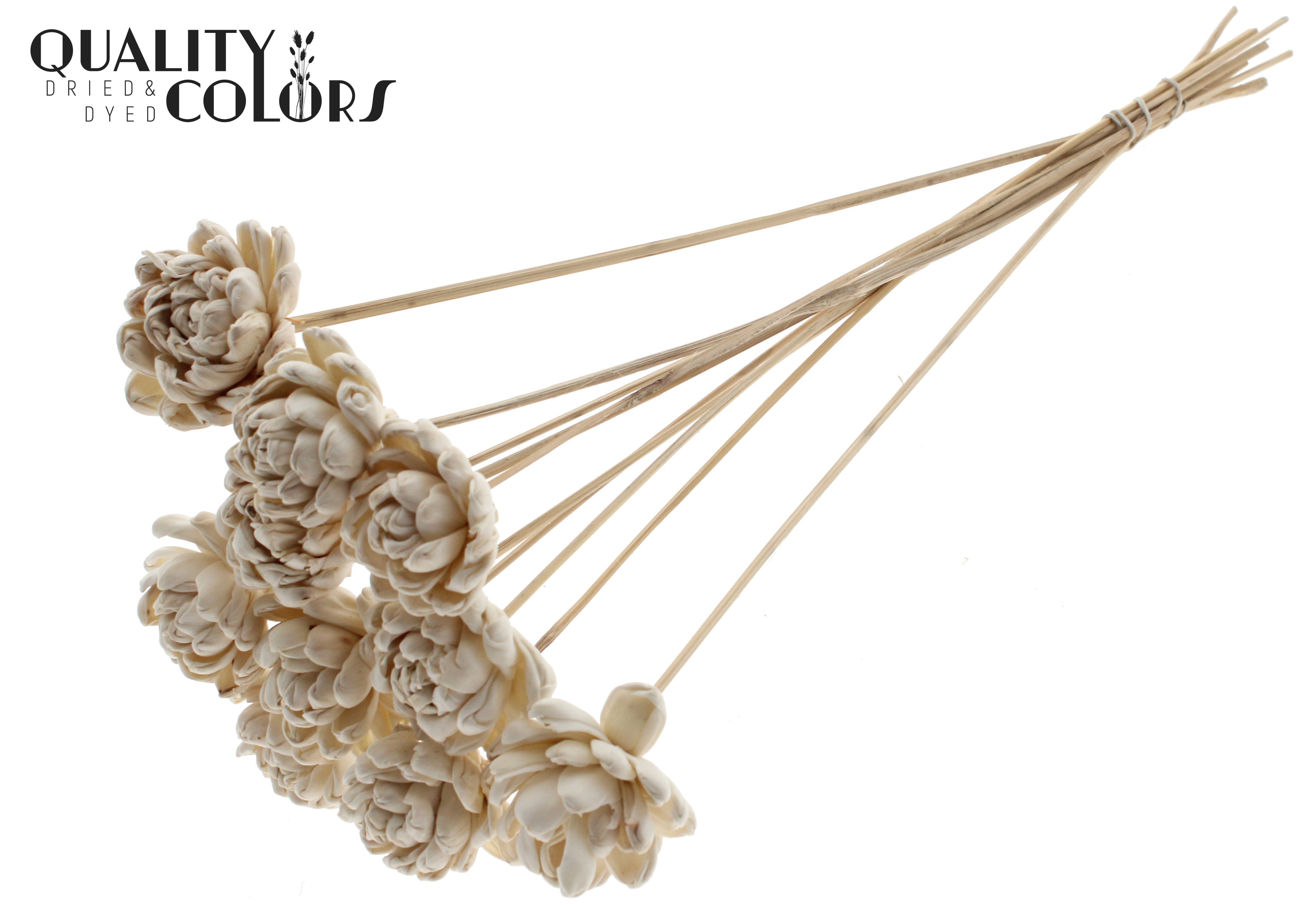 Shola Beauty Rose Natural 50cm