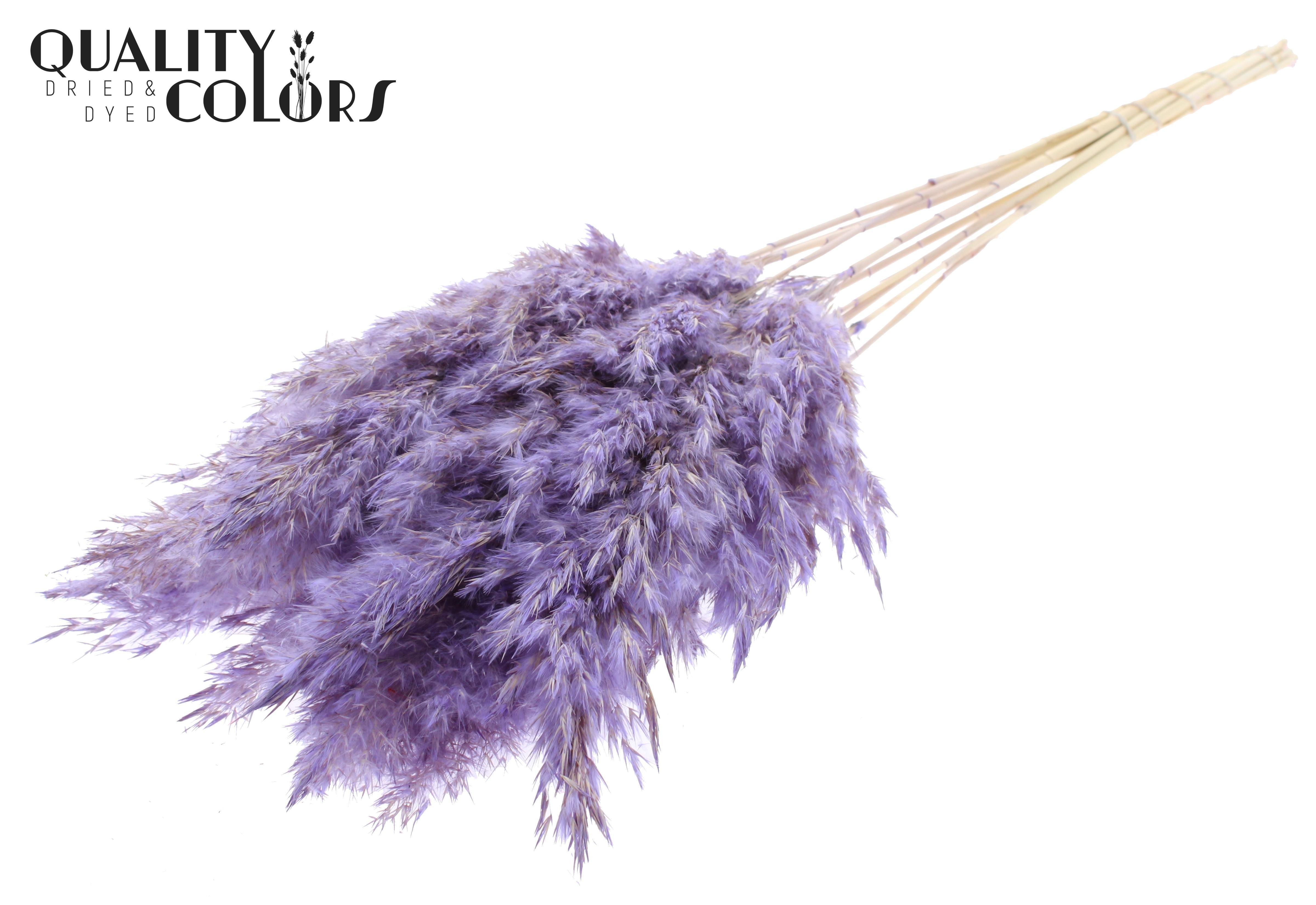 Pampas Grass Frosted Milka Per Bunch 70cm