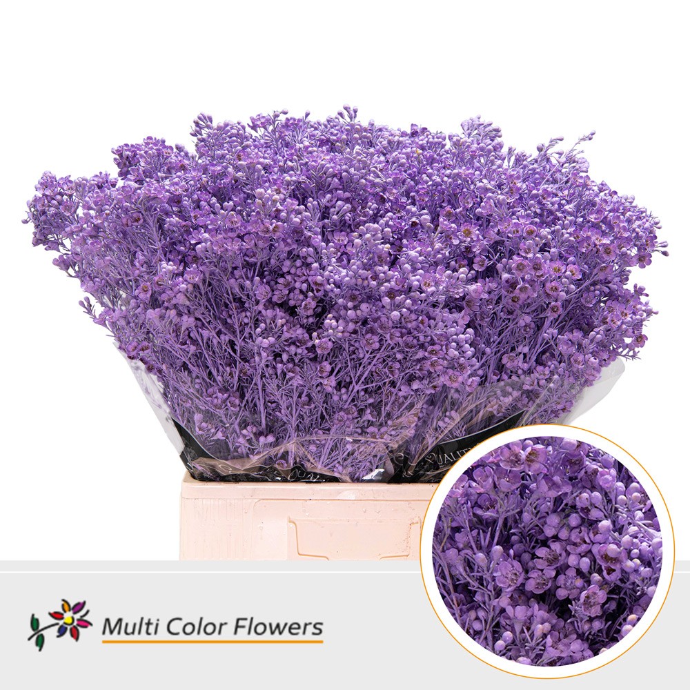 Chamelaucium Painted Milka 70cm