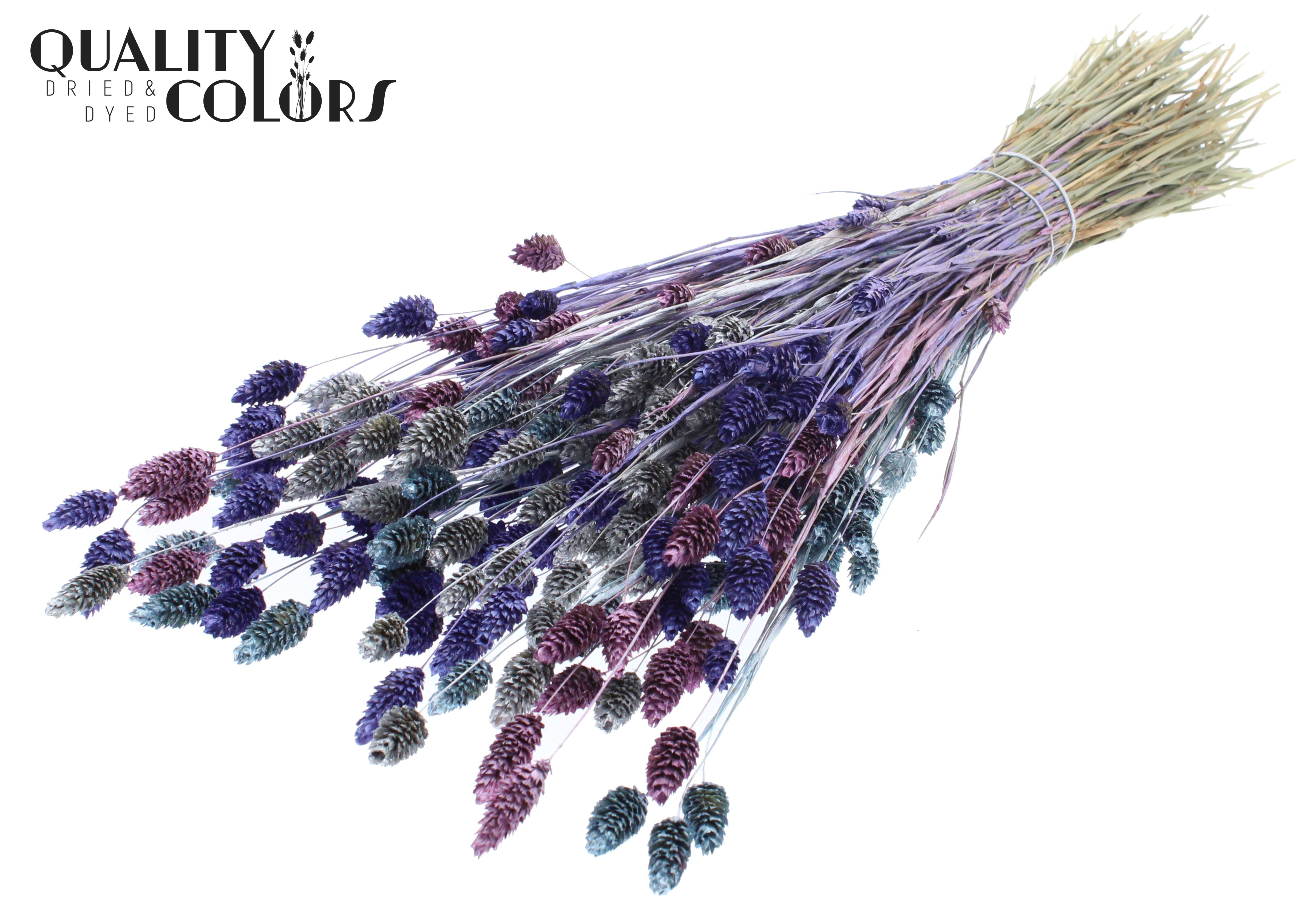 Phalaris Metallic Galaxy Mix Per Bunch 60cm 220gr.