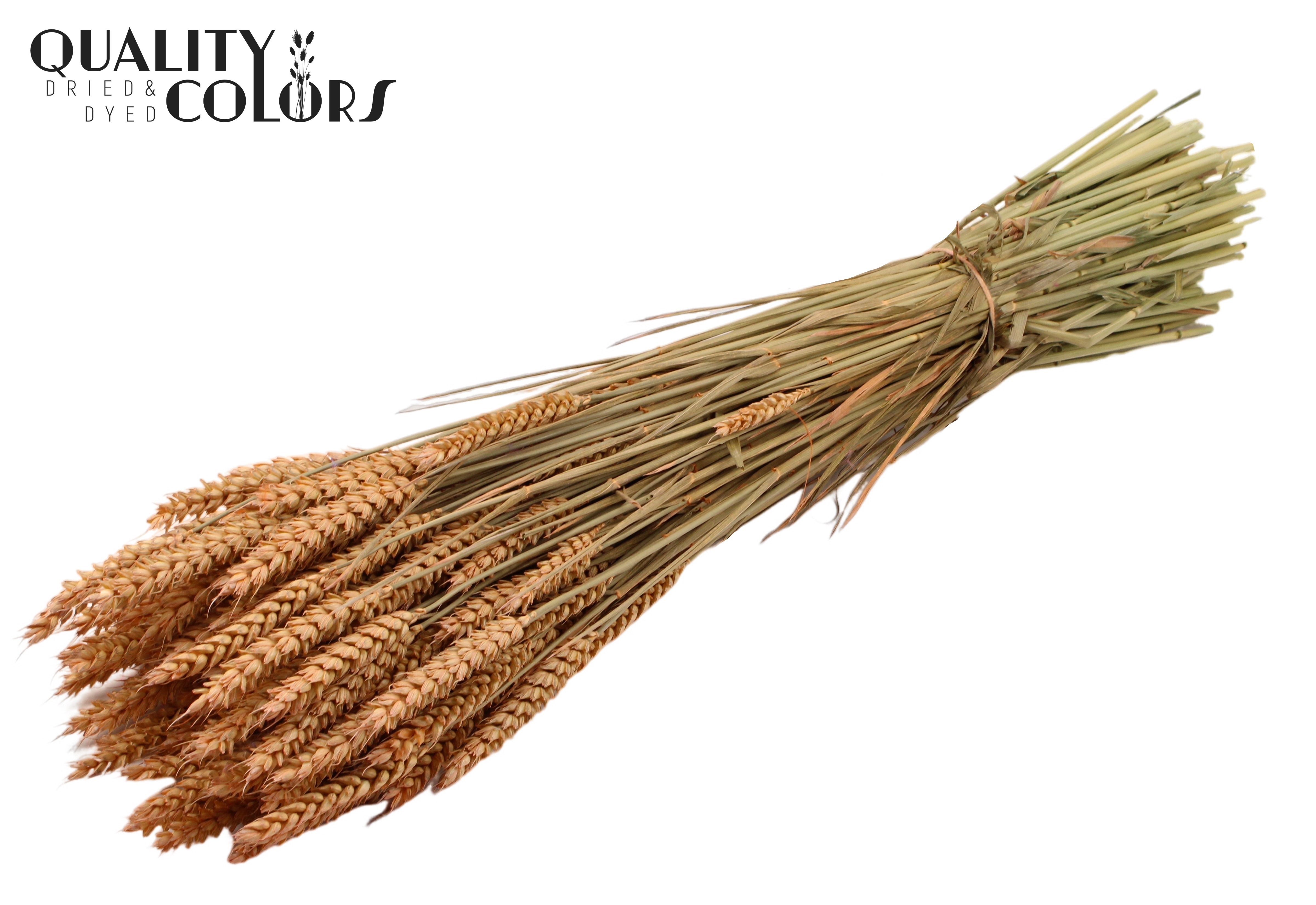 Triticum Frosted Salmon Per Bunch 60cm