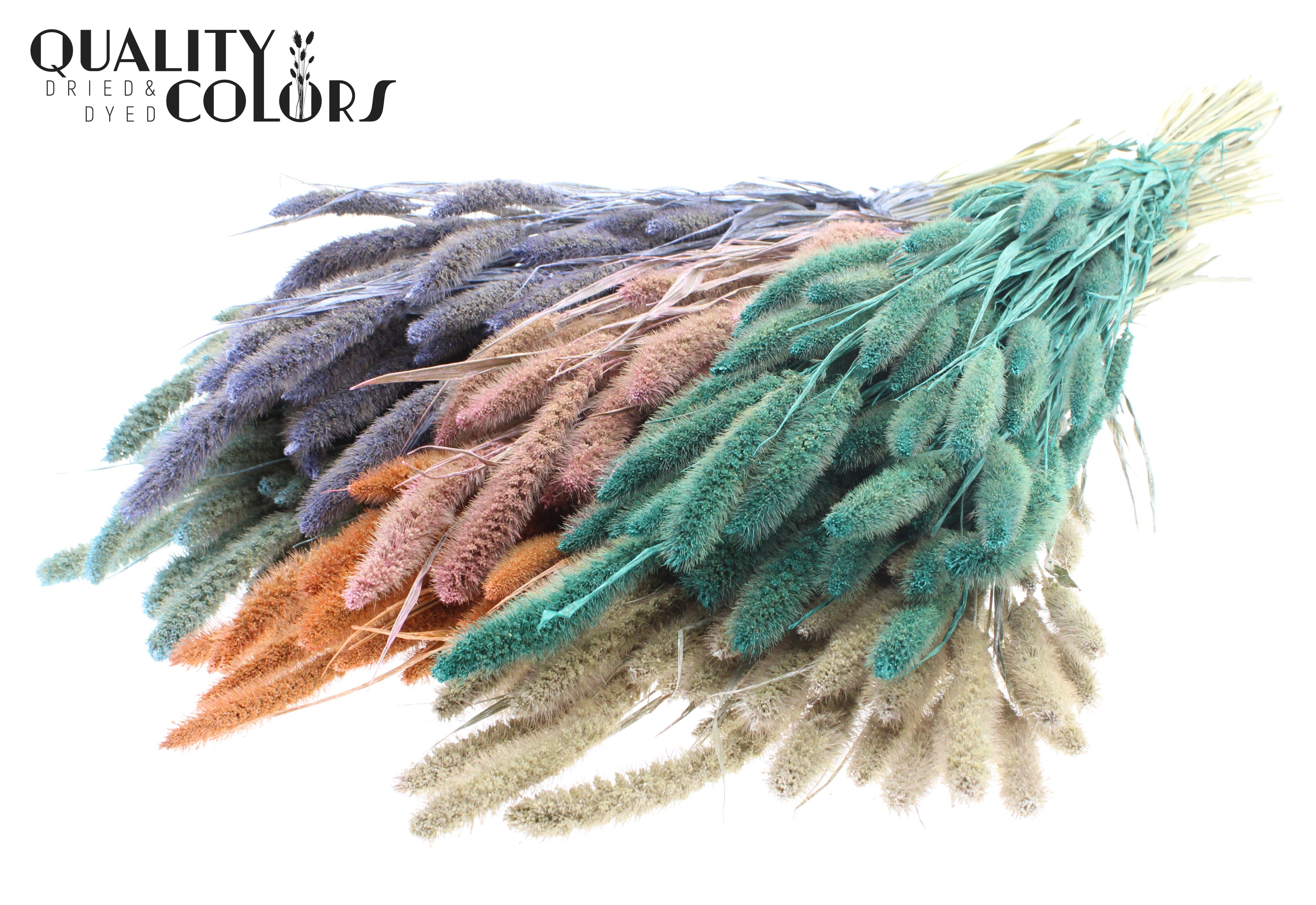 Setaria Pearl Mix Per Bunch 70cm