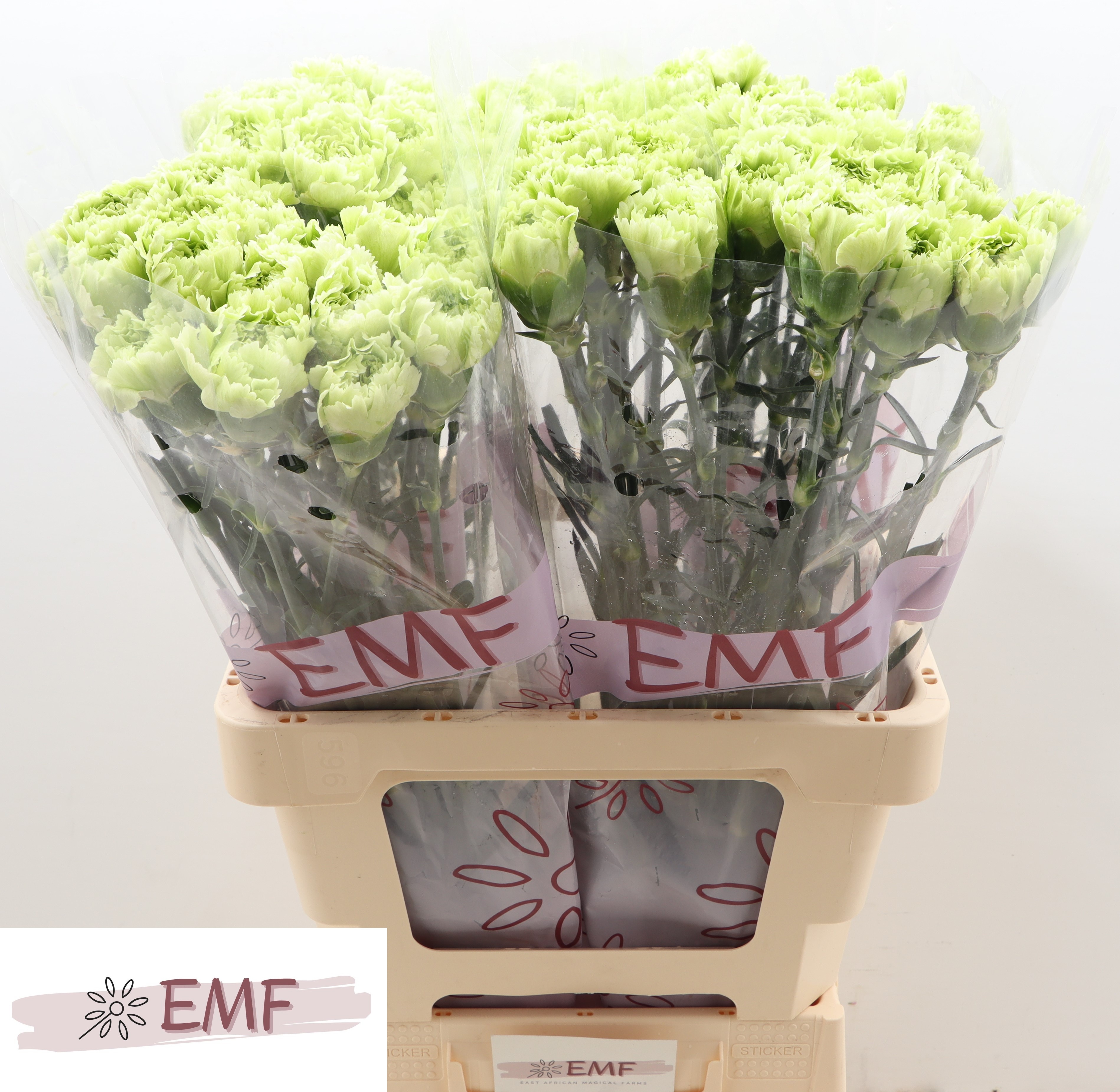 Dianthus Single New York 65cm