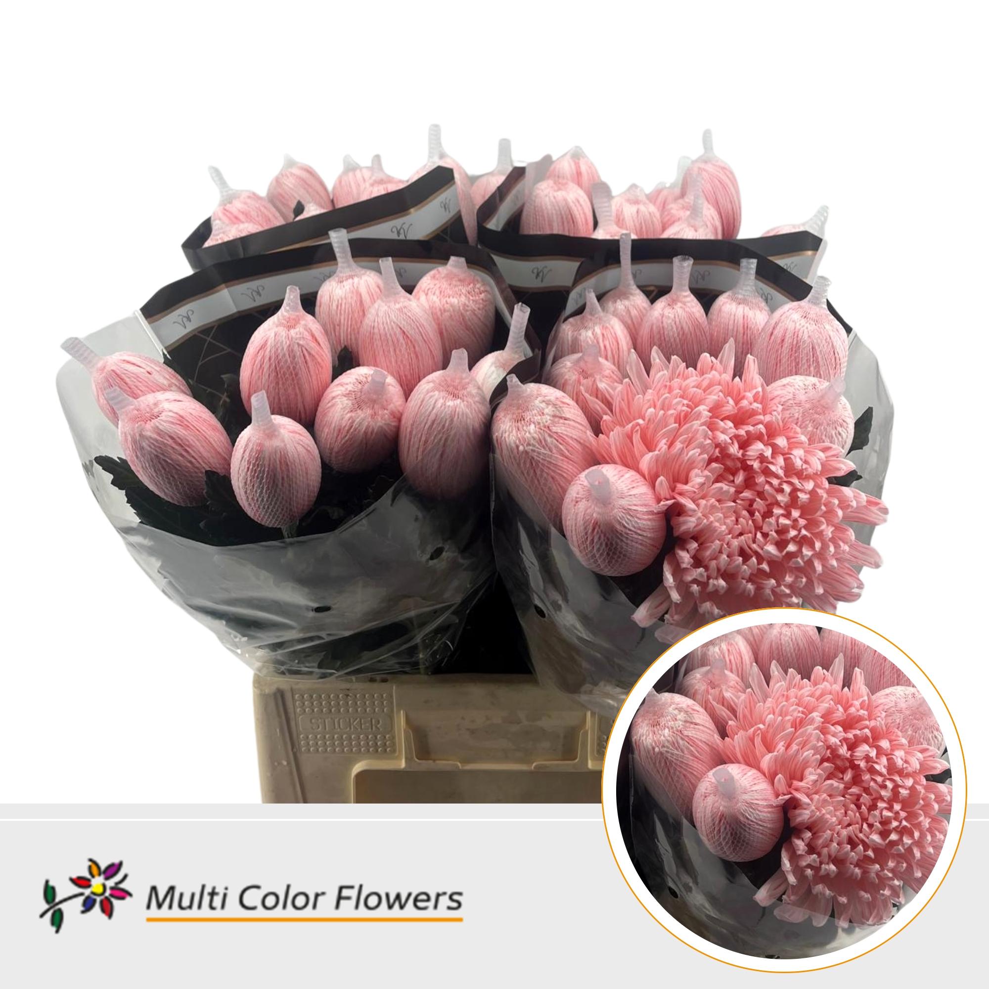 Chrysanth Single Painted Antonov Salmon 70cm