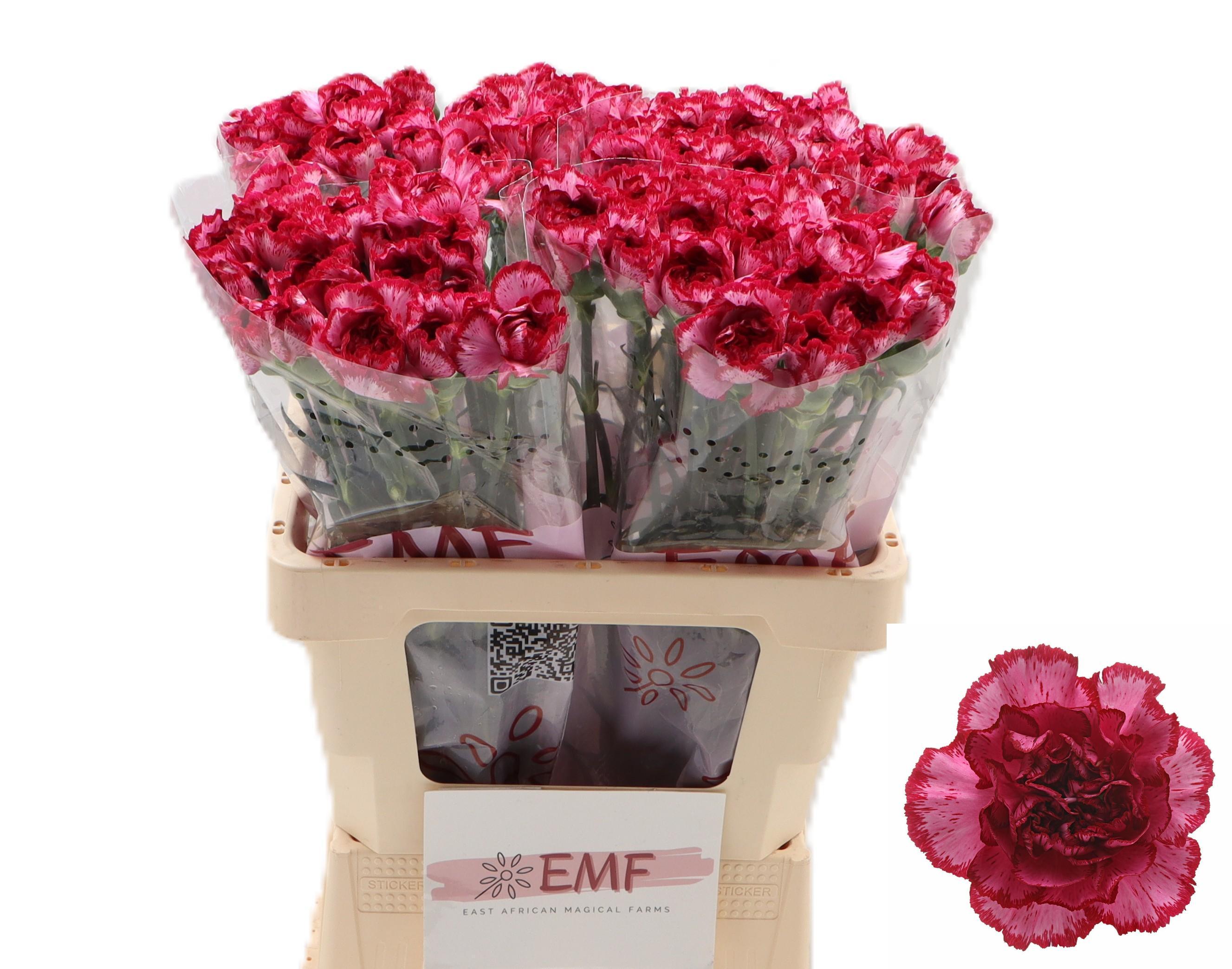 Dianthus Single Bacarat Purple 60cm