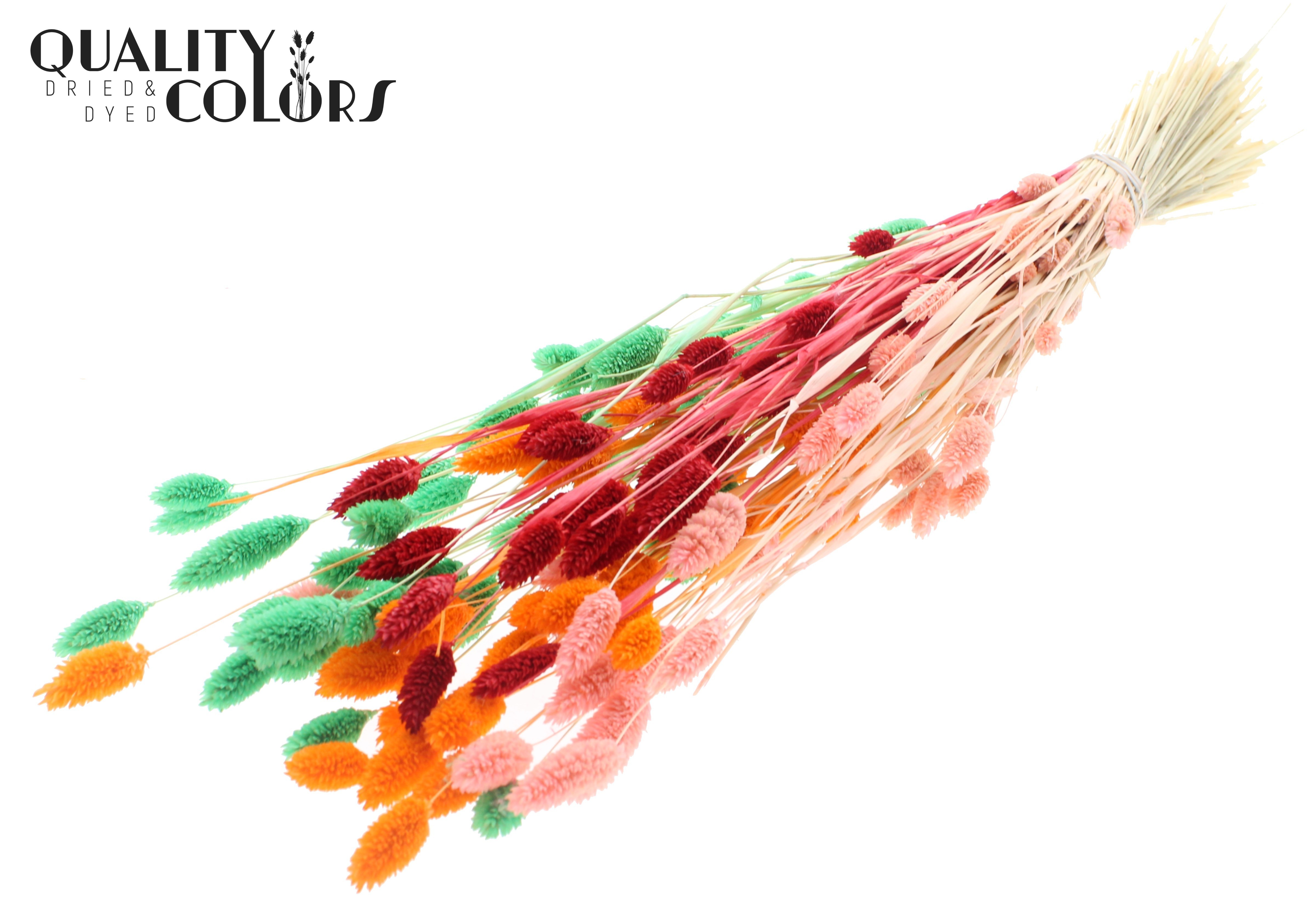 Phalaris Fluor Sorbet Per Bunch 70cm 220gr.