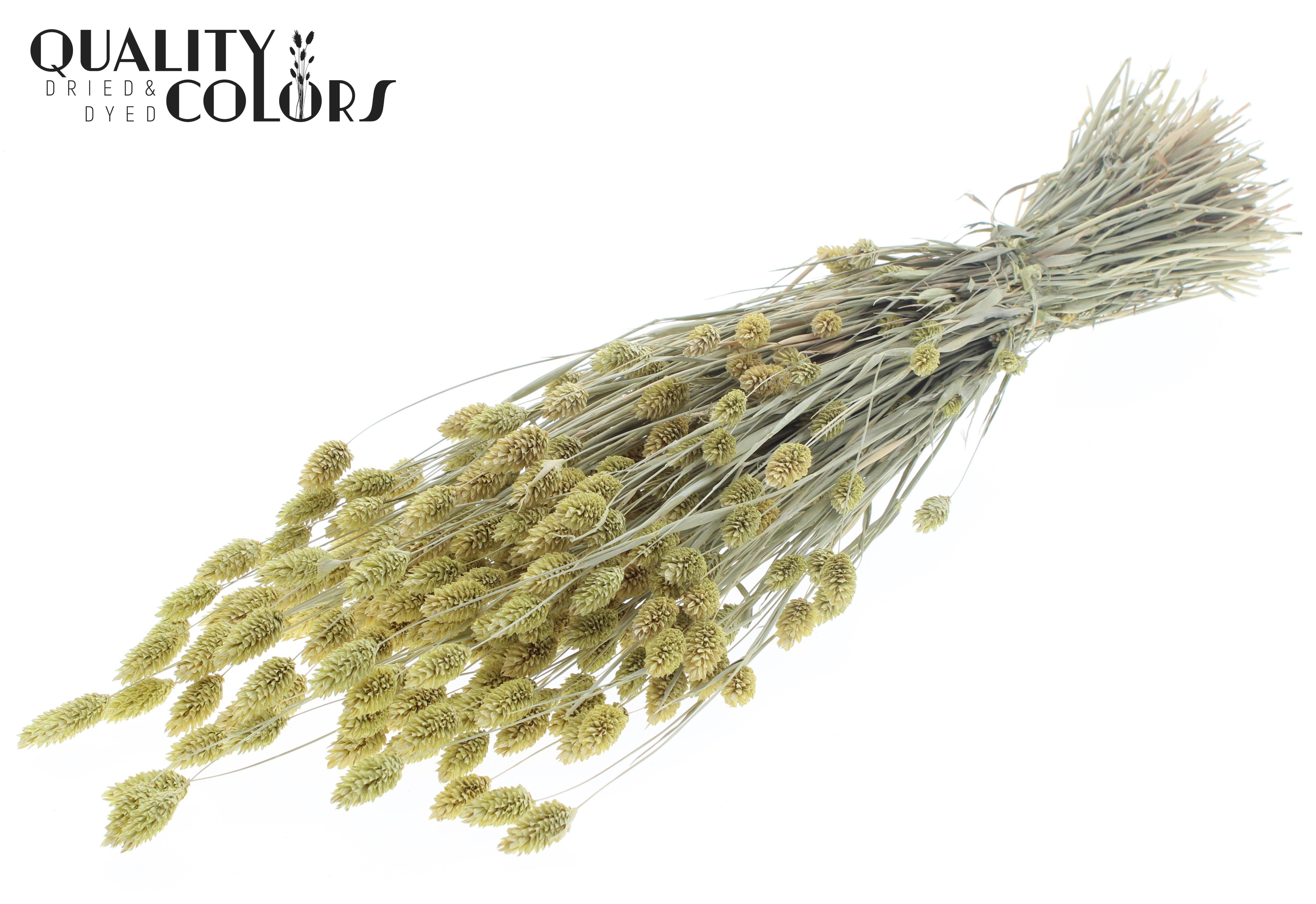 Phalaris Frosted Light Yellow Per Bunch 60cm 220gr.