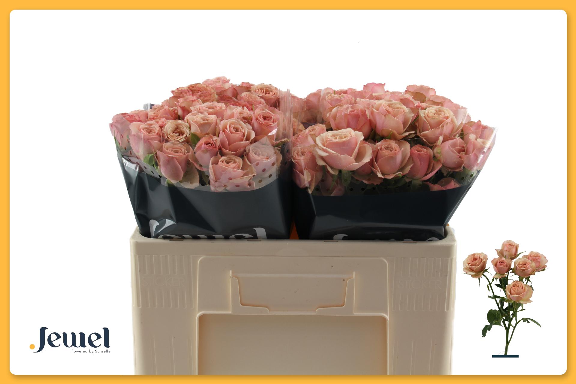 Rosa Spr Destini 50cm