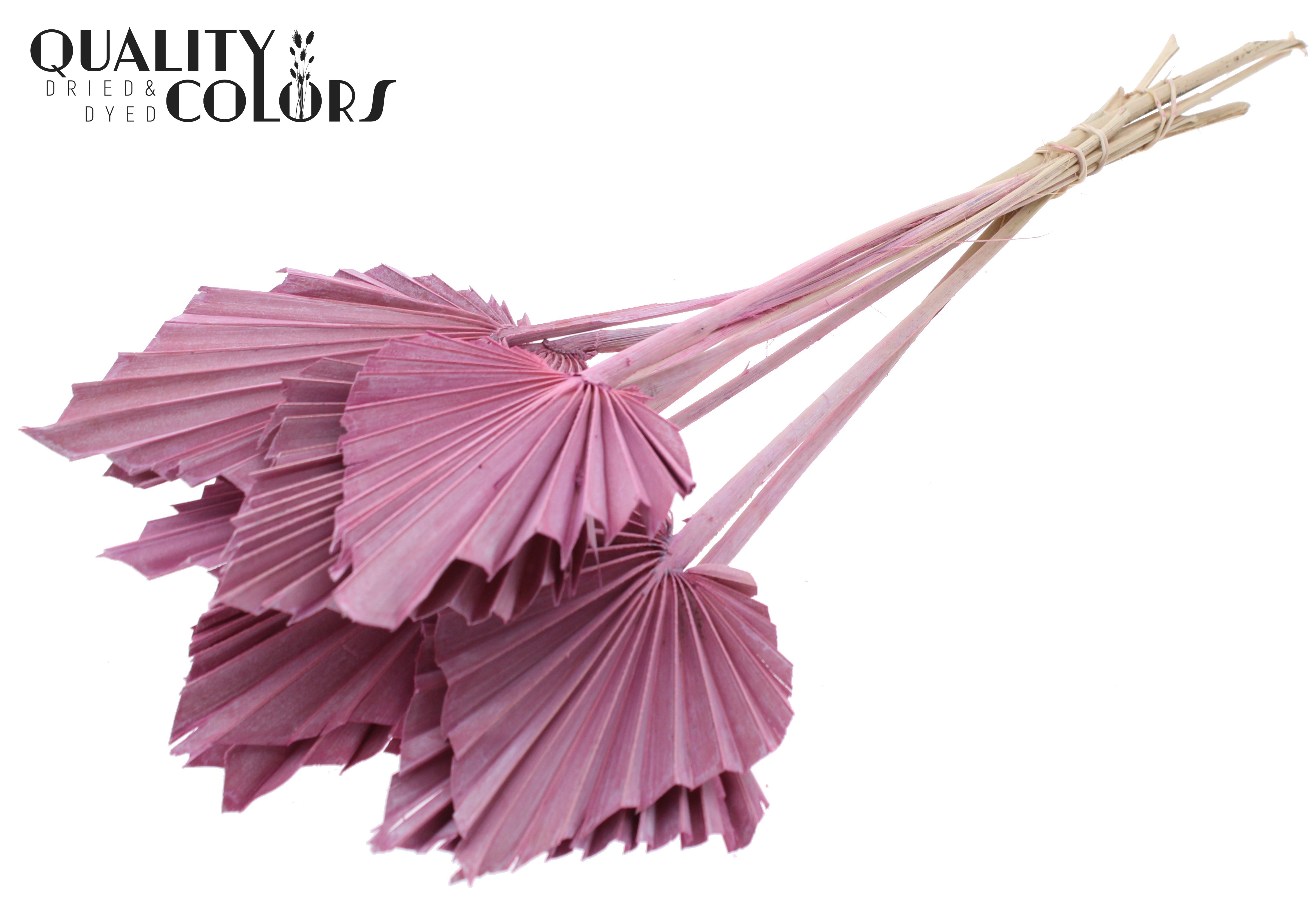 Palm Spear Frosted Pink 50cm