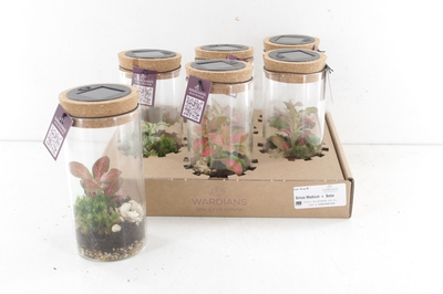 Arr3 Wa Terrarium - Sirius Medium Led/solar