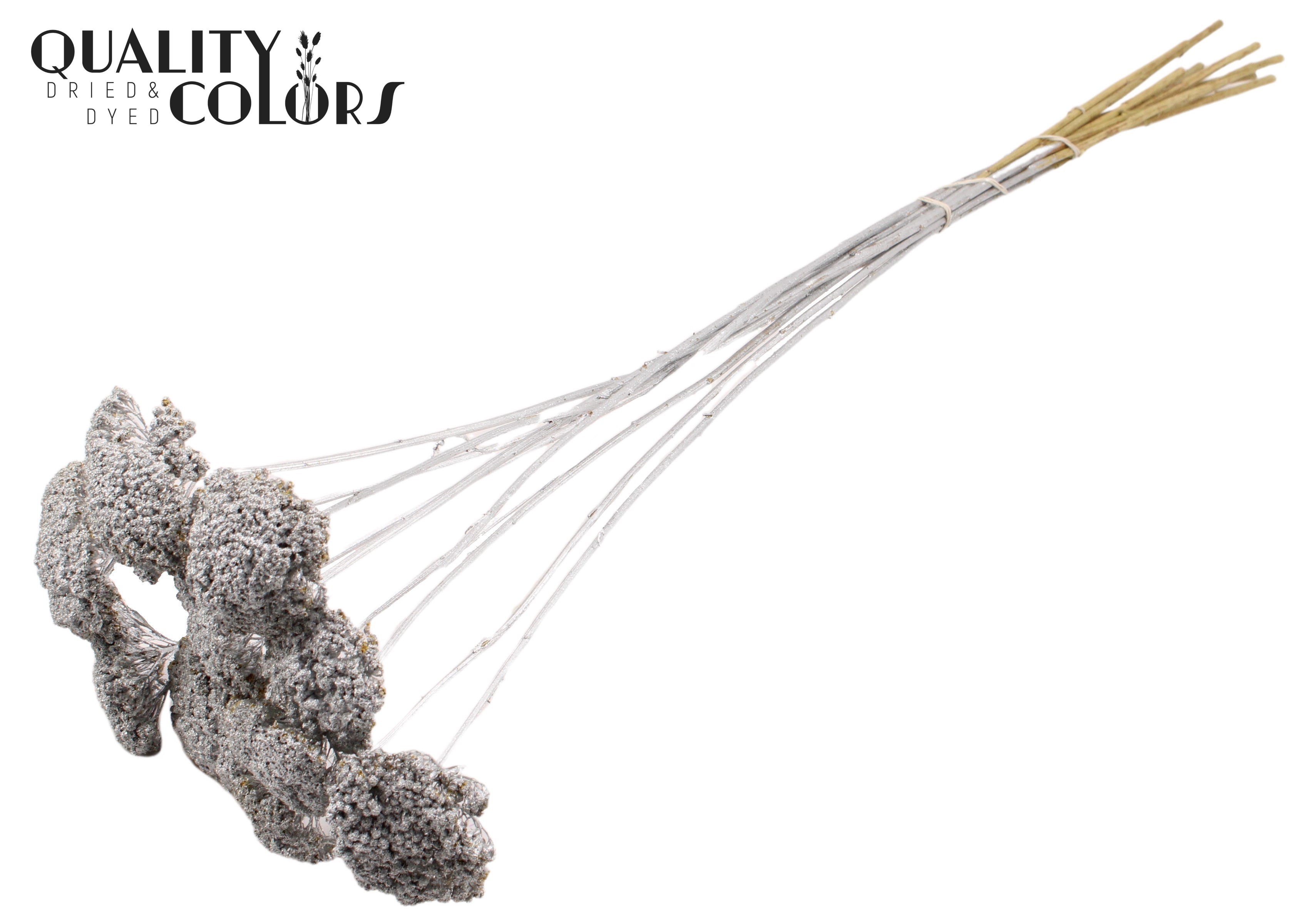 Achillea Silver 60cm