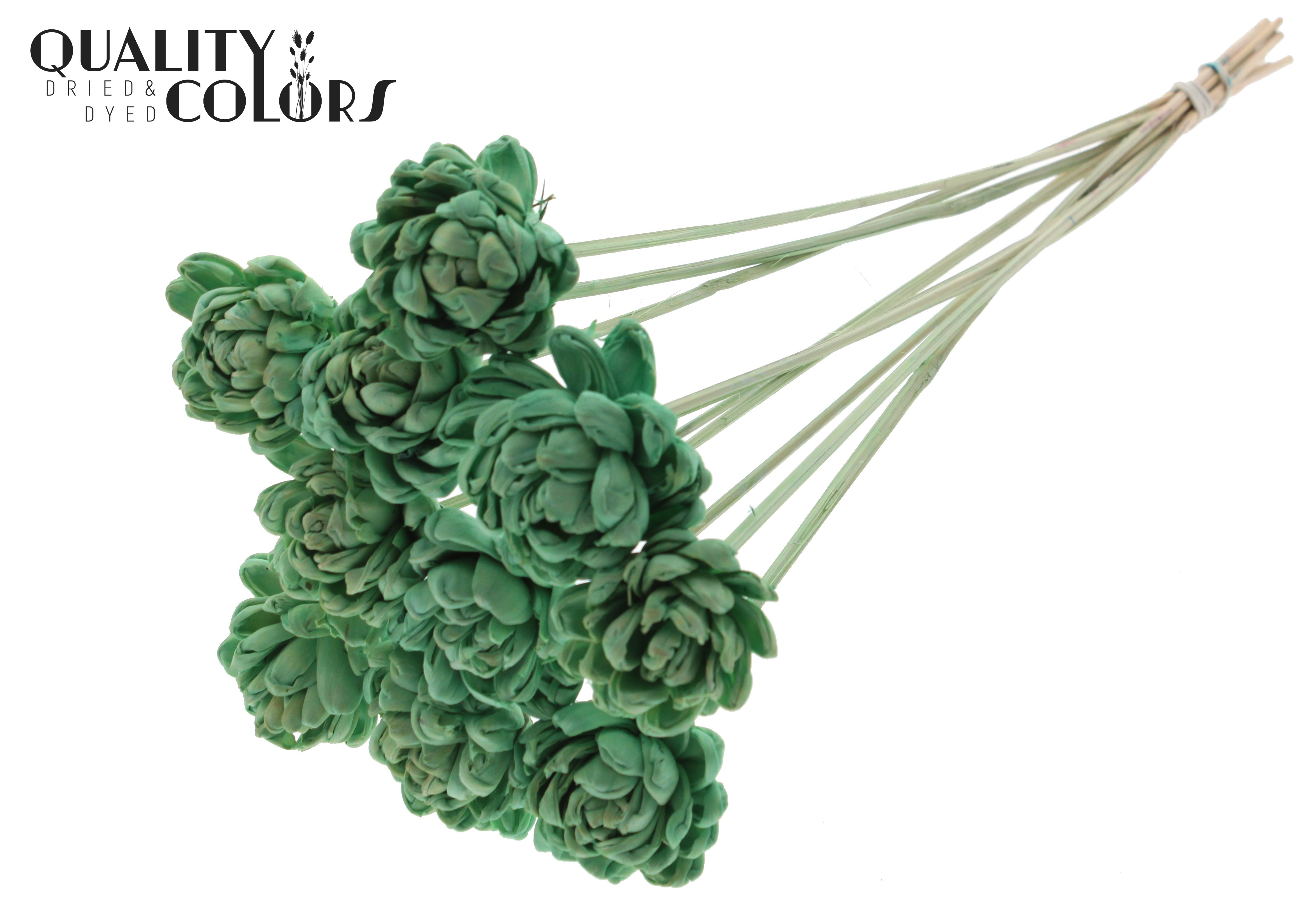 Shola New Beauty Rose Mint Green 50cm