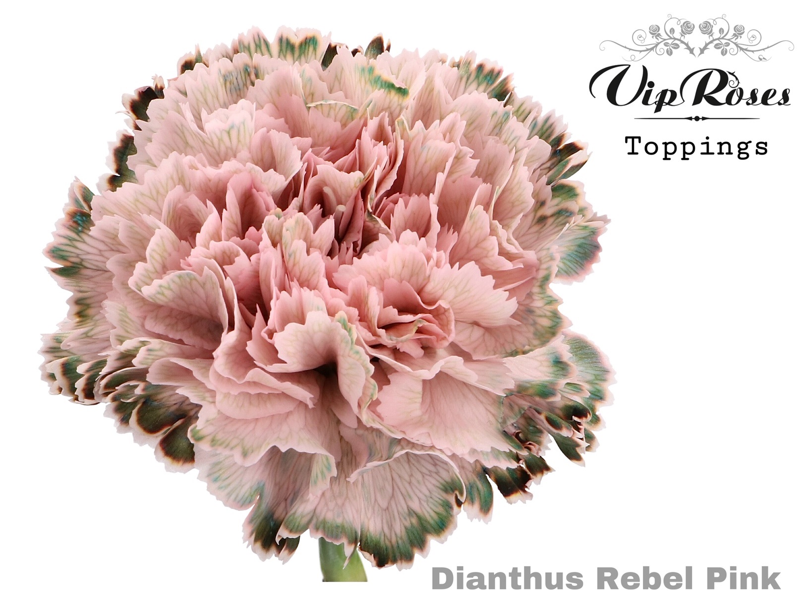 Di St Rebel Pink 60 cm