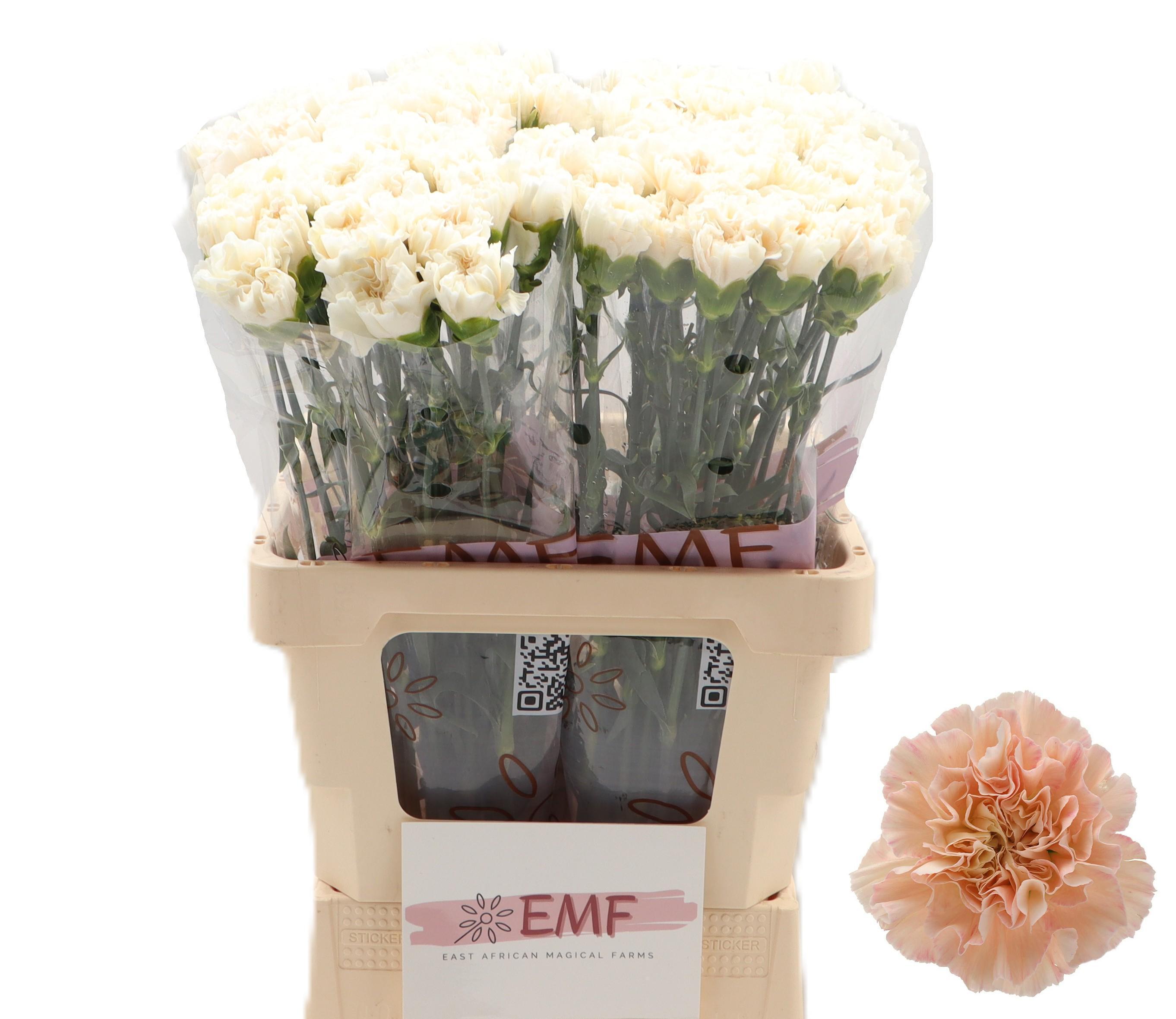 Dianthus Single Peach Tea+ 65cm