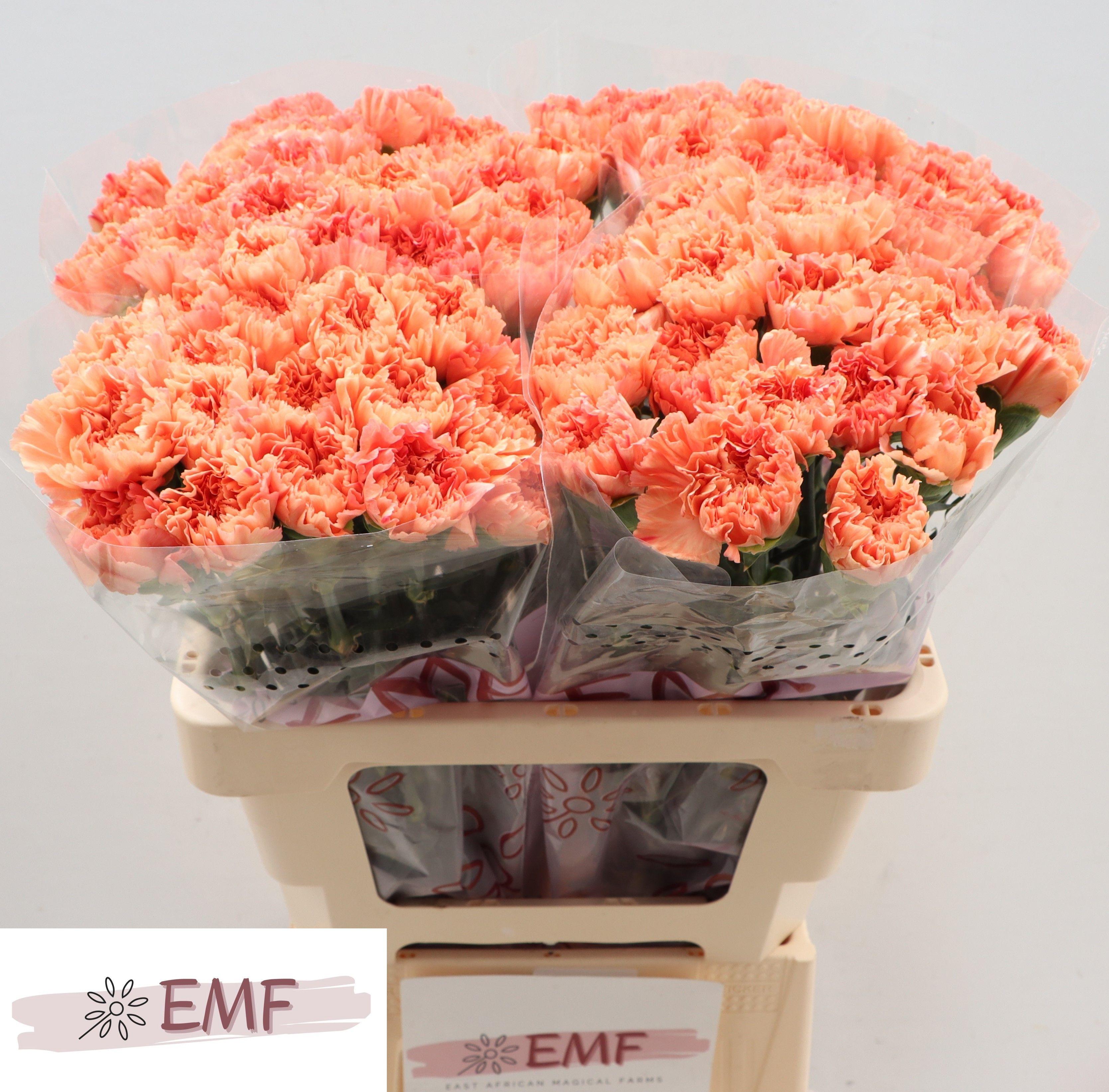 Dianthus St Tamarind 60cm