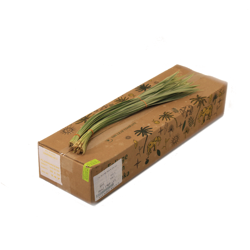 T-grass Varigated 50cm