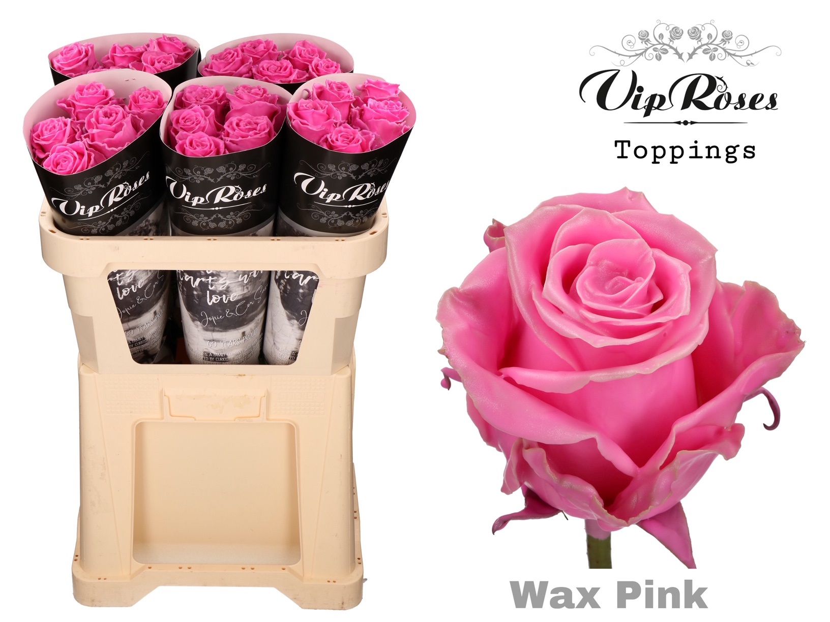 Rosa Waxed 70cm