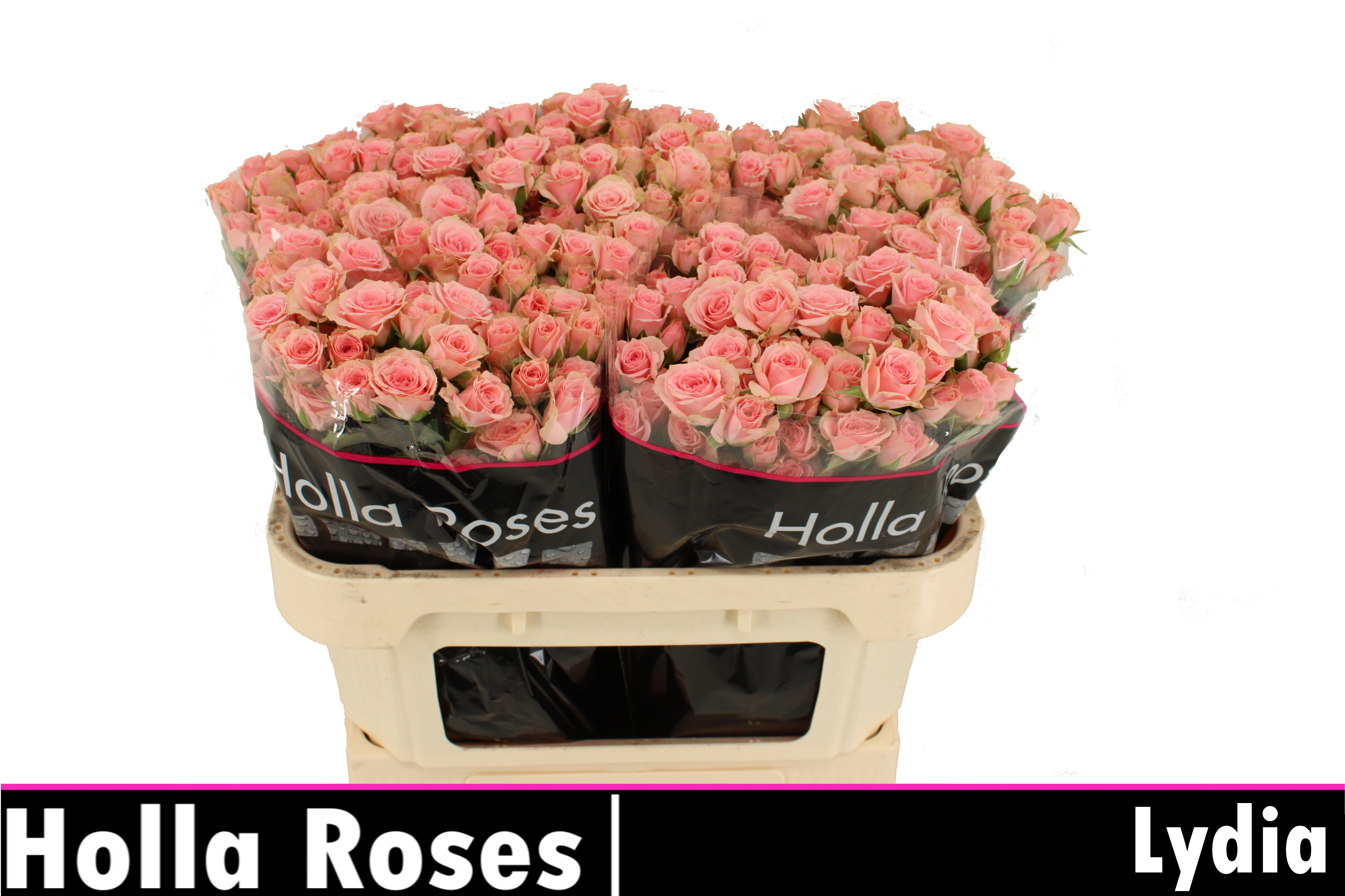 Rosa Spr Lydia 70cm