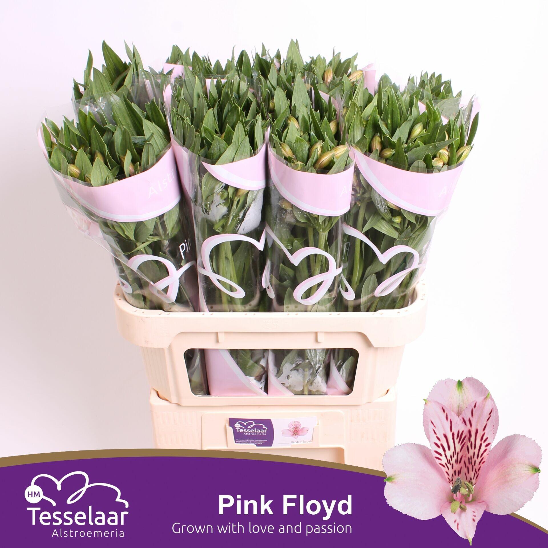 Alstroemeria Pink Floyd