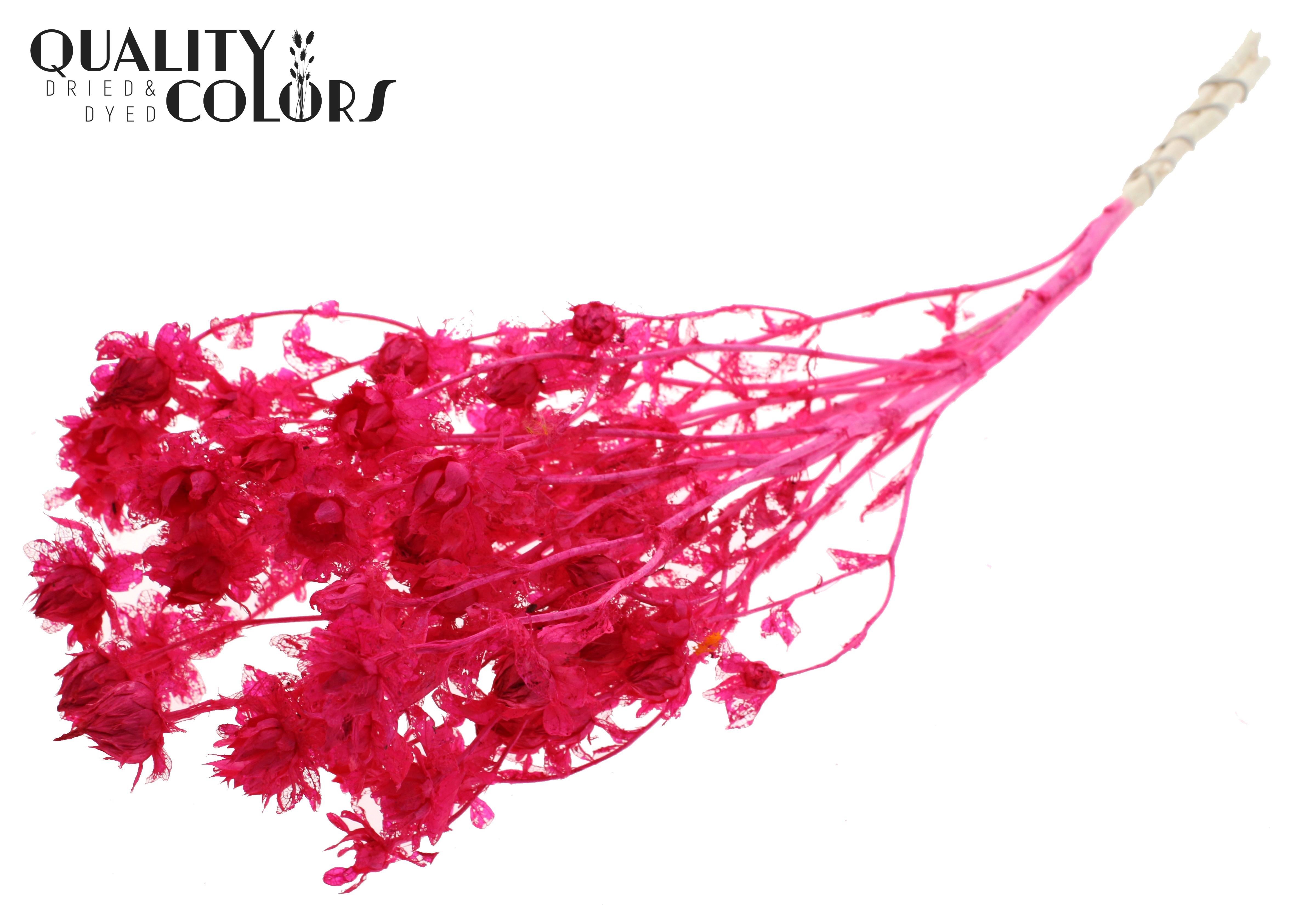 Carthamus Intense Cerise Per Bunch 70cm