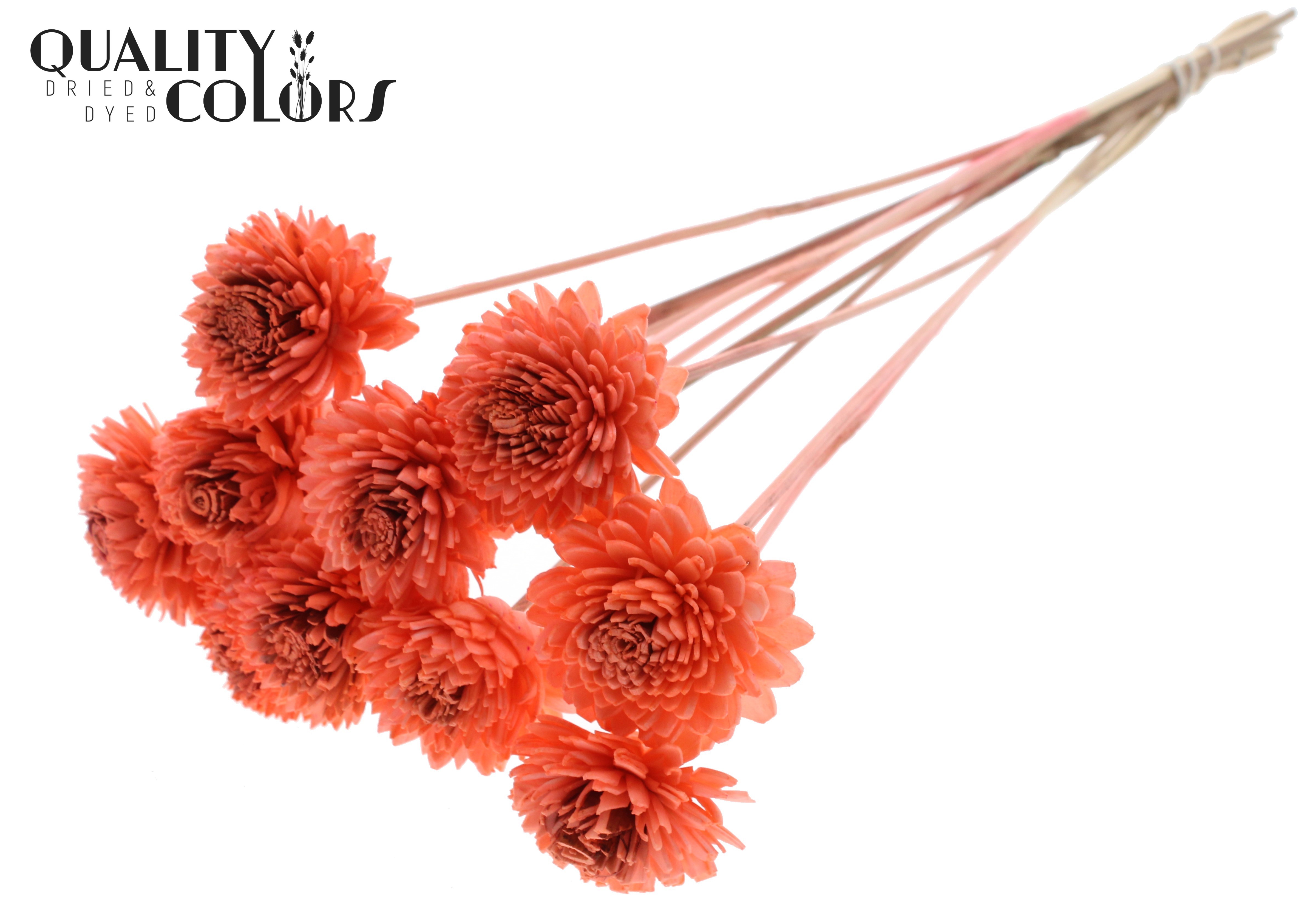 Shola Zinia Coral 50cm