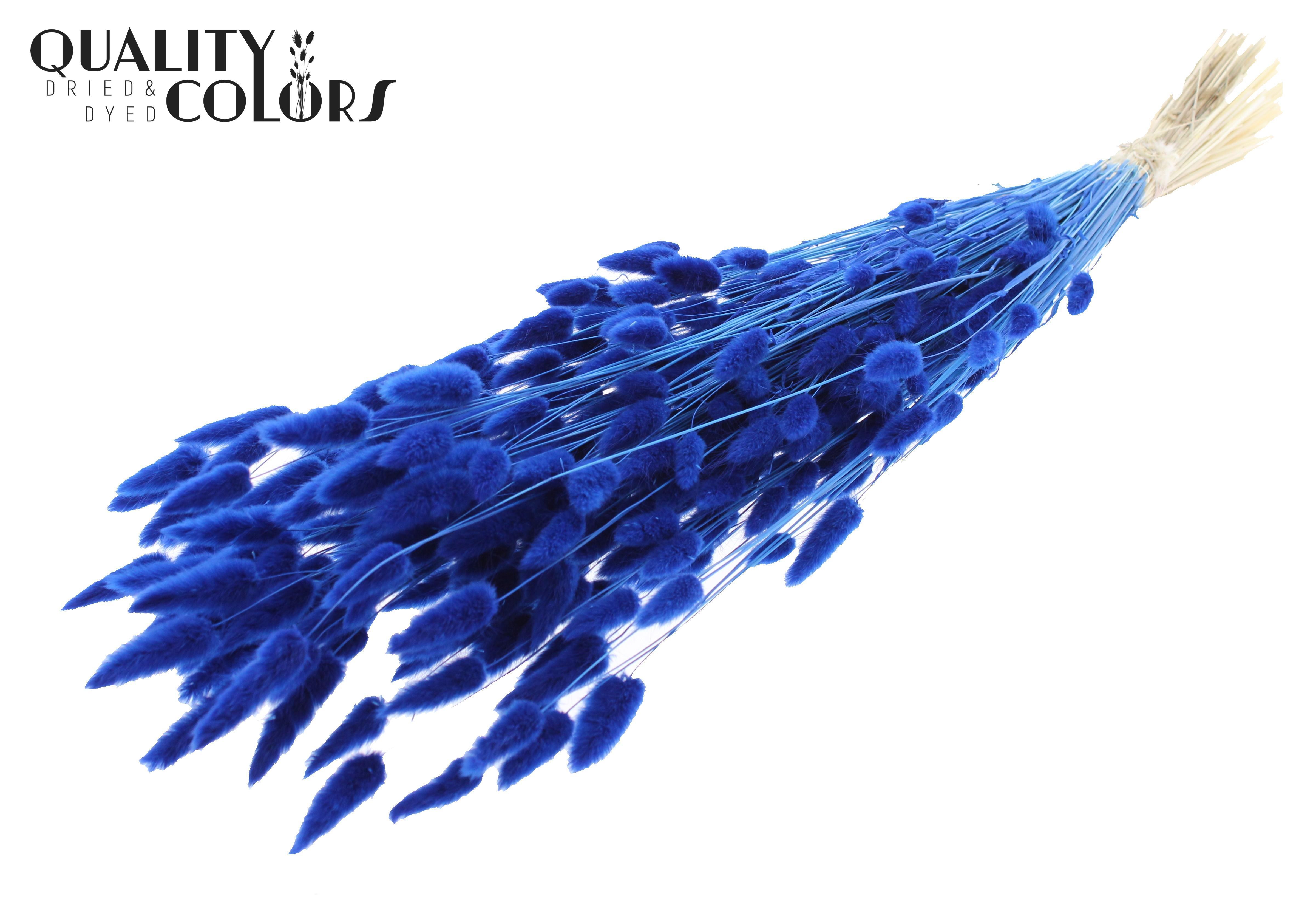 Lagurus Bleached Blue Per Bunch 70cm