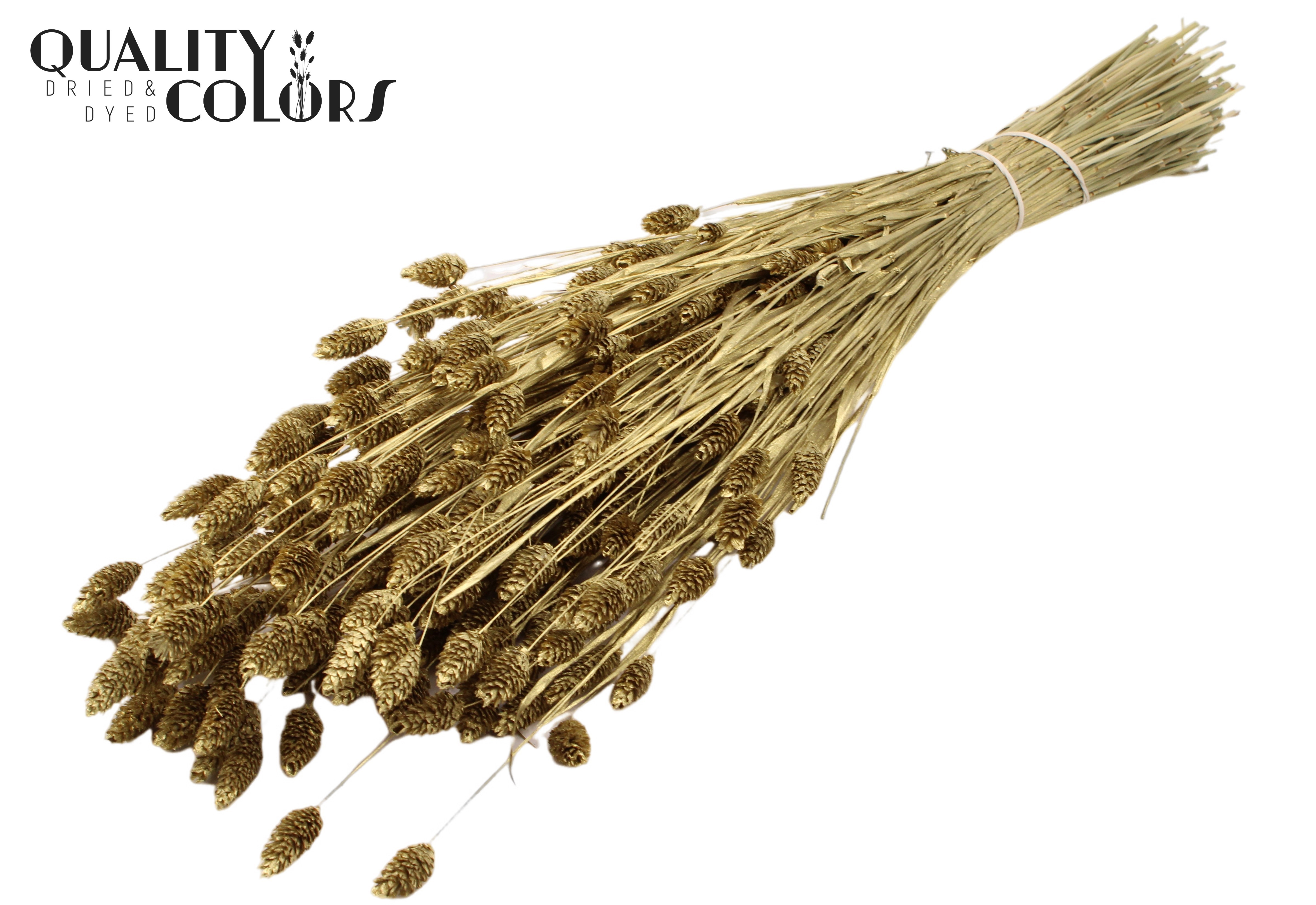 Phalaris Gold Per Bunch 60cm 220gr.