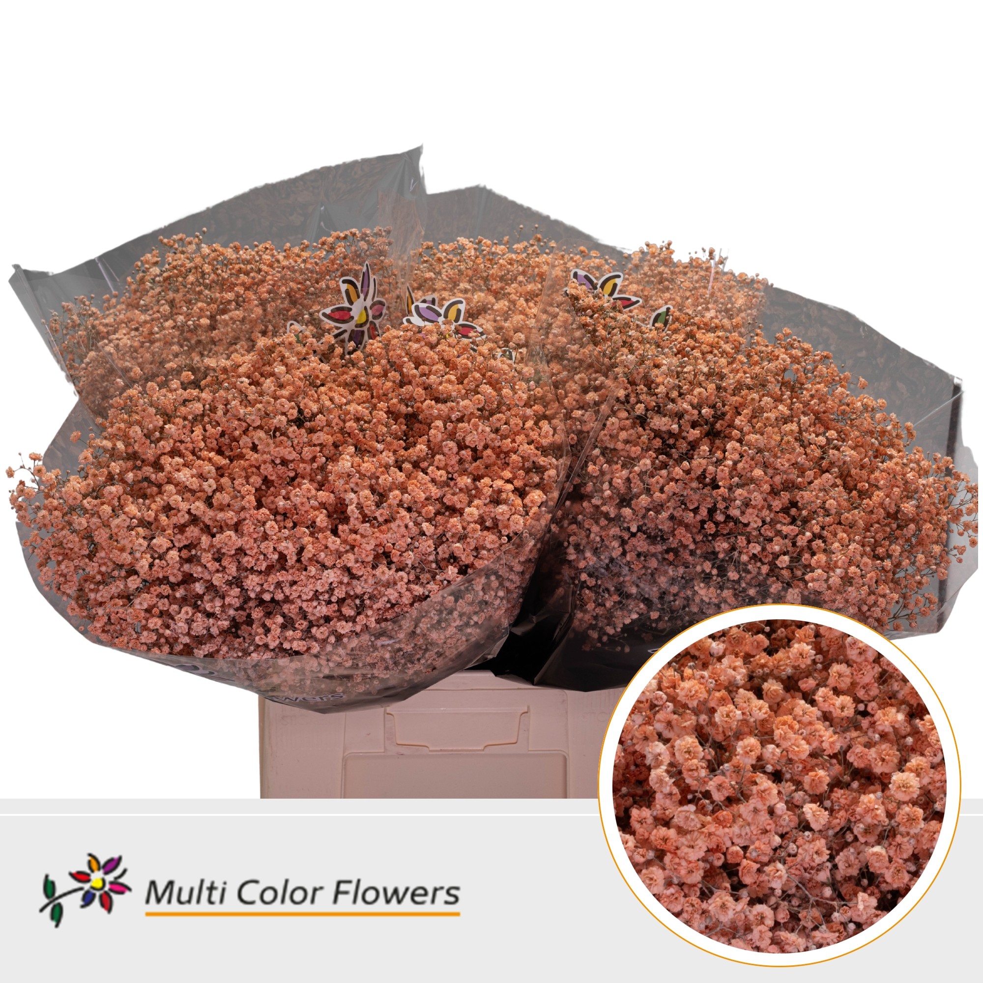 Gypsophila Painted Xlence Apricot 70cm