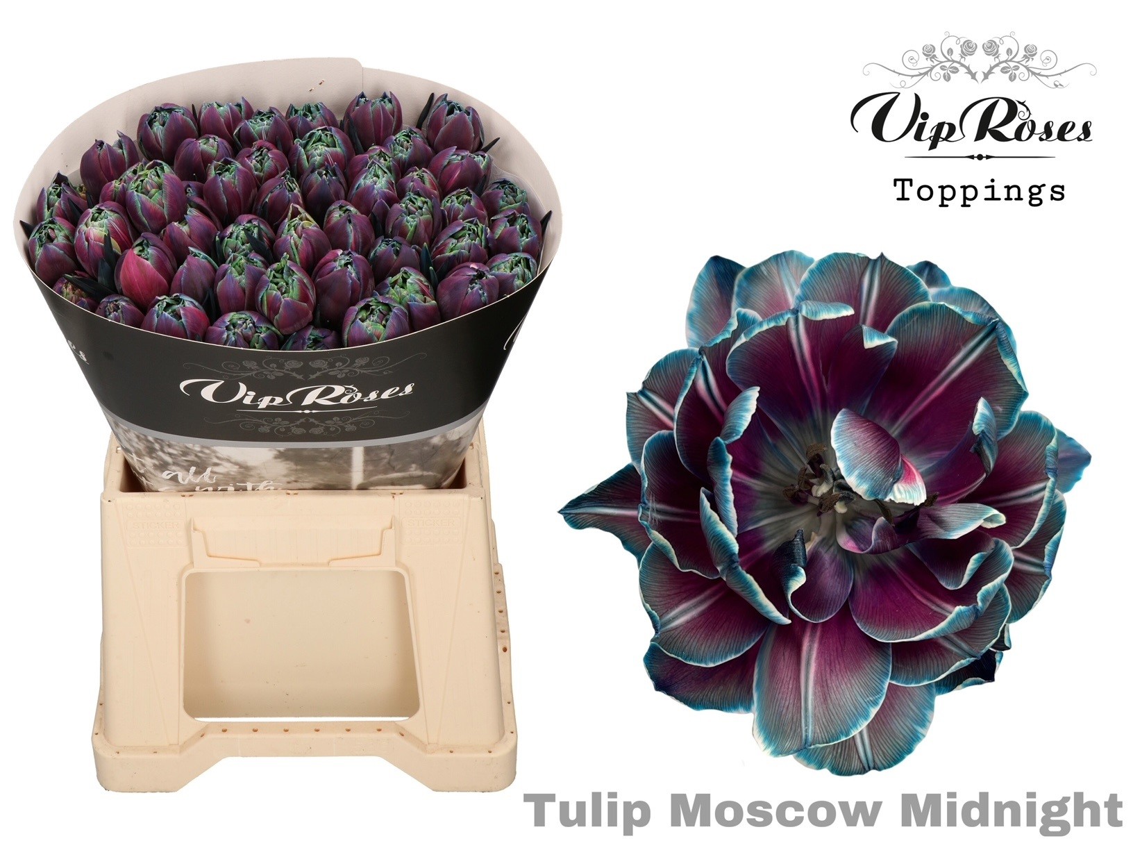 Tu Du Double Moscow Midnight 38 cm