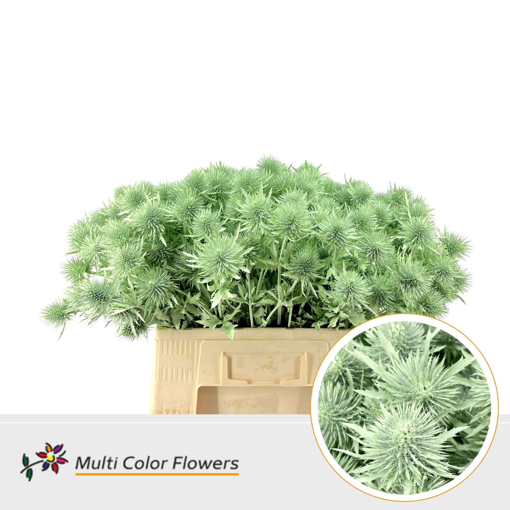 Eryngium Mint