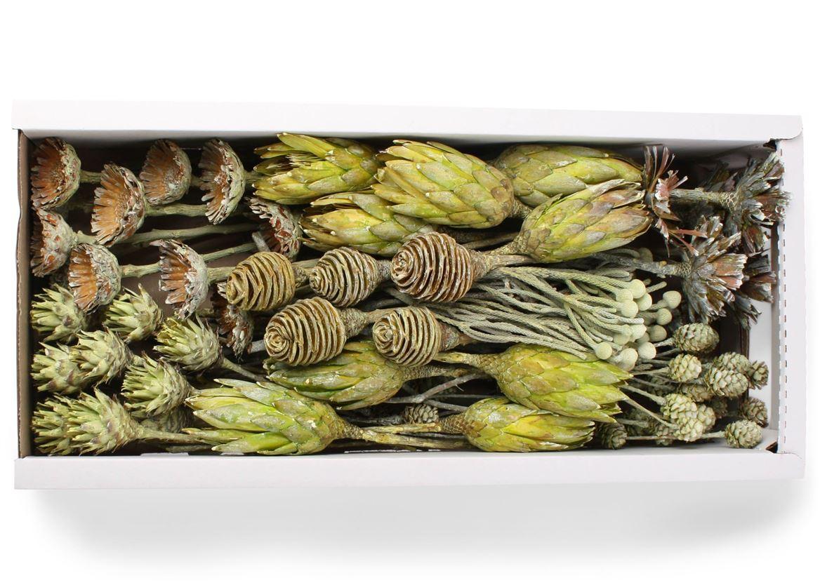 Exotic Assorti Basil Frosted ( 70 St )