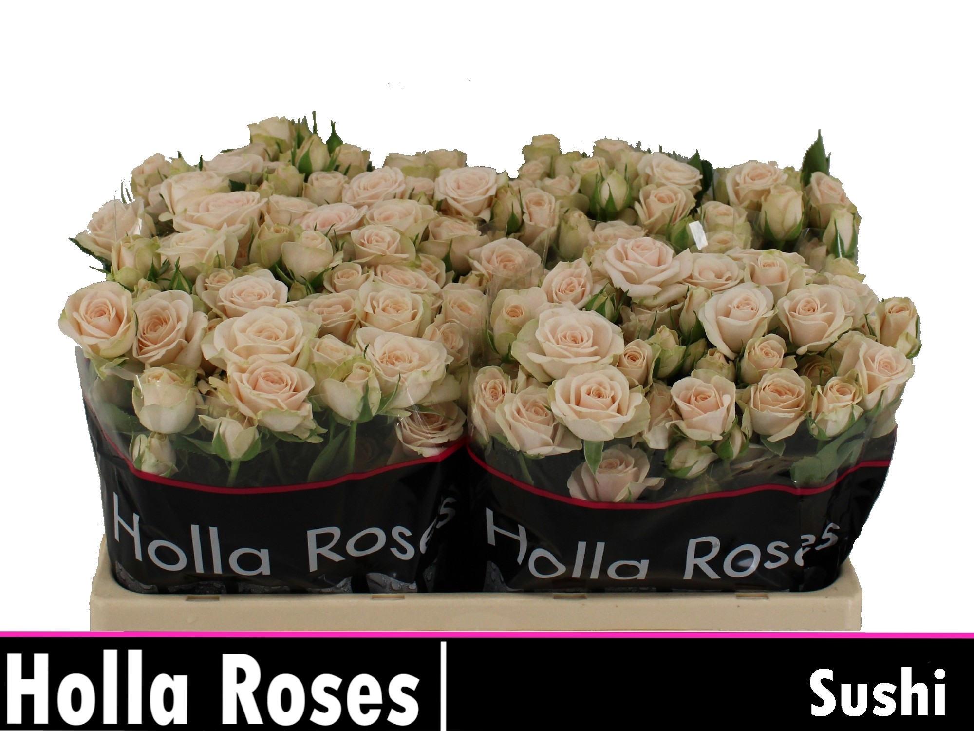 Rosa Spr Sushi 50cm