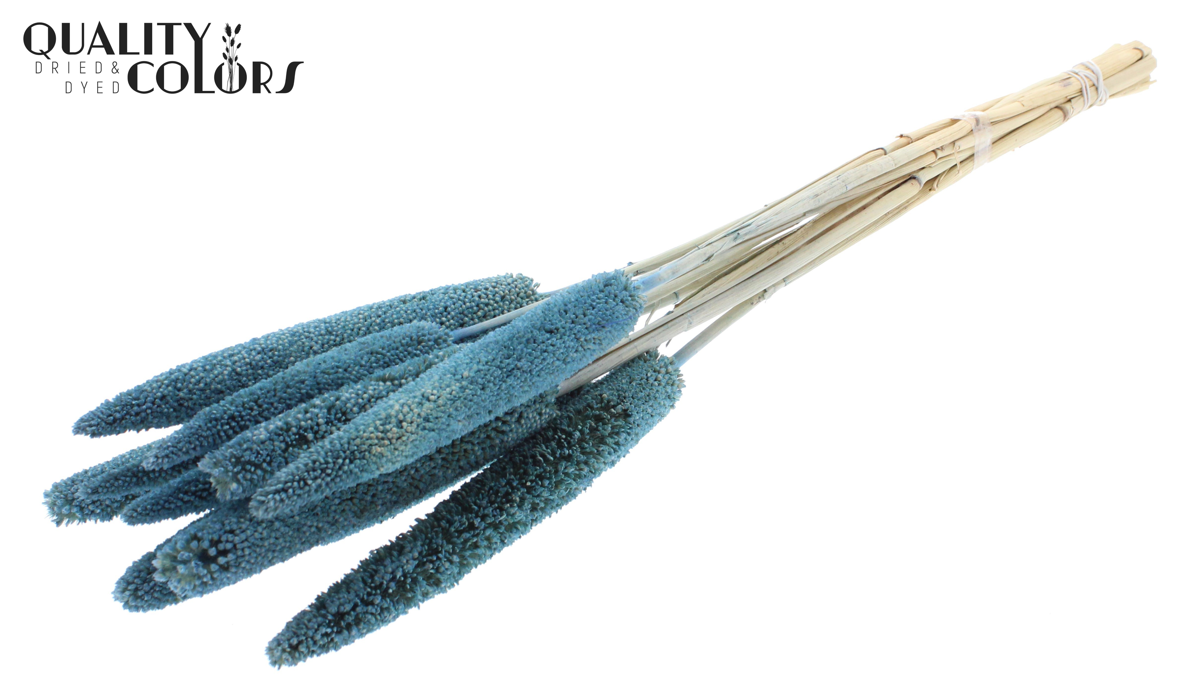 Babala Blue 65cm