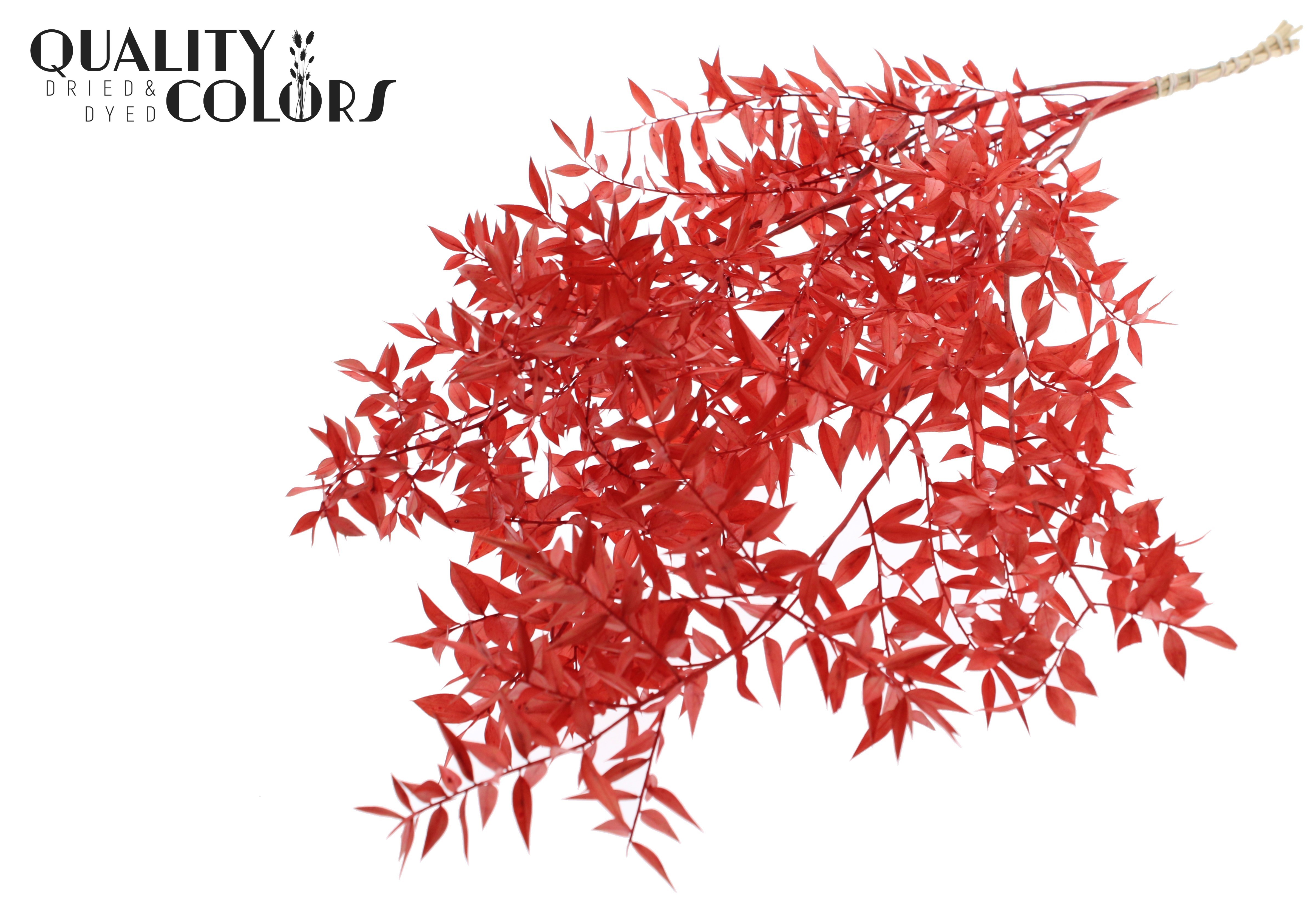 Ruscus Aculeatus Preserved Red Per Bunch 70cm 1st