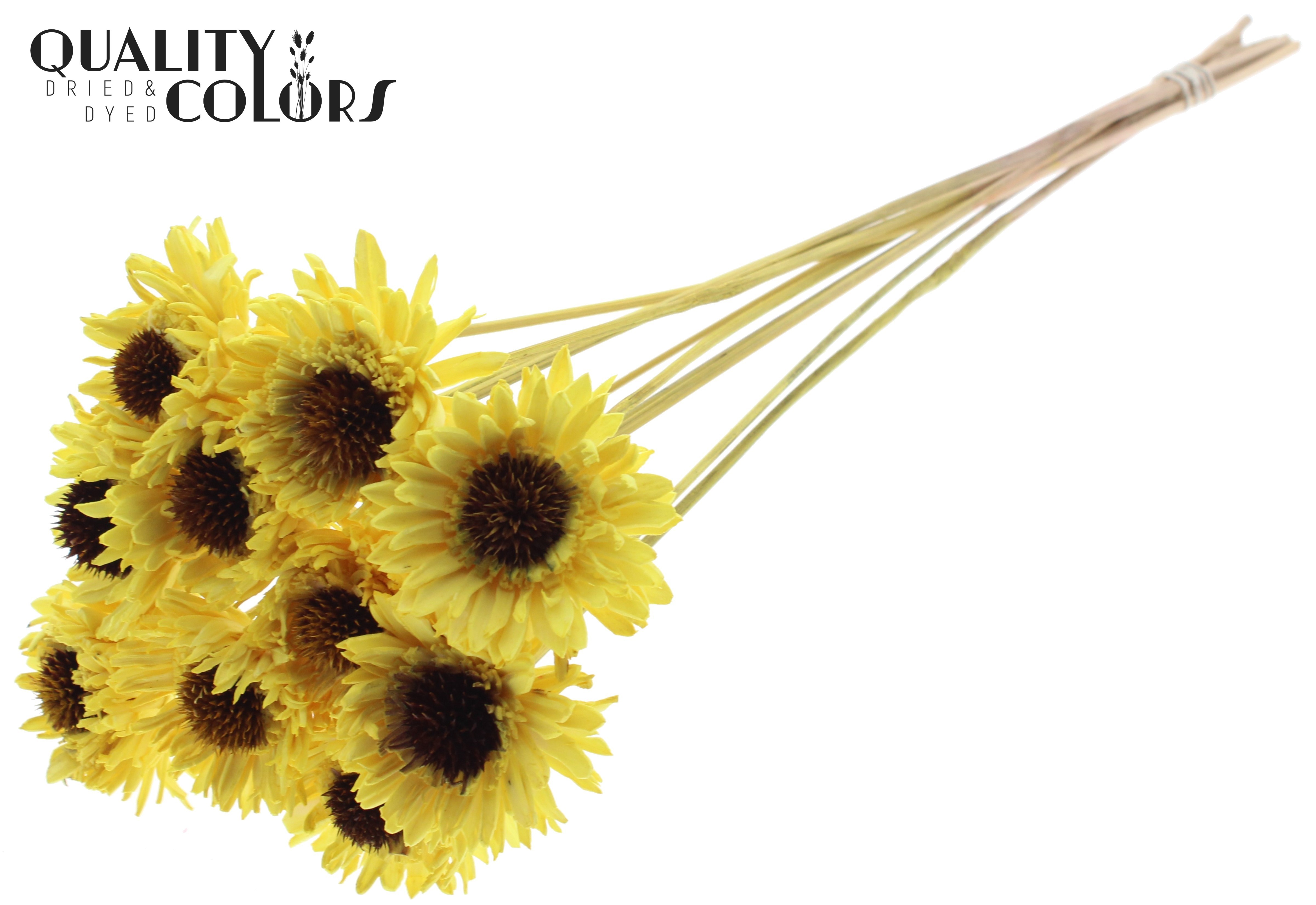 Shola Daisy Sunflower Yellow 50cm