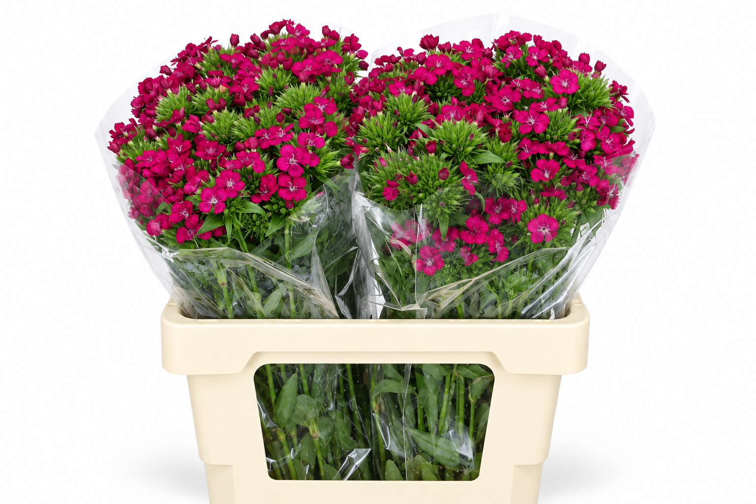 Dianthus Br Amazon Neon Cherry