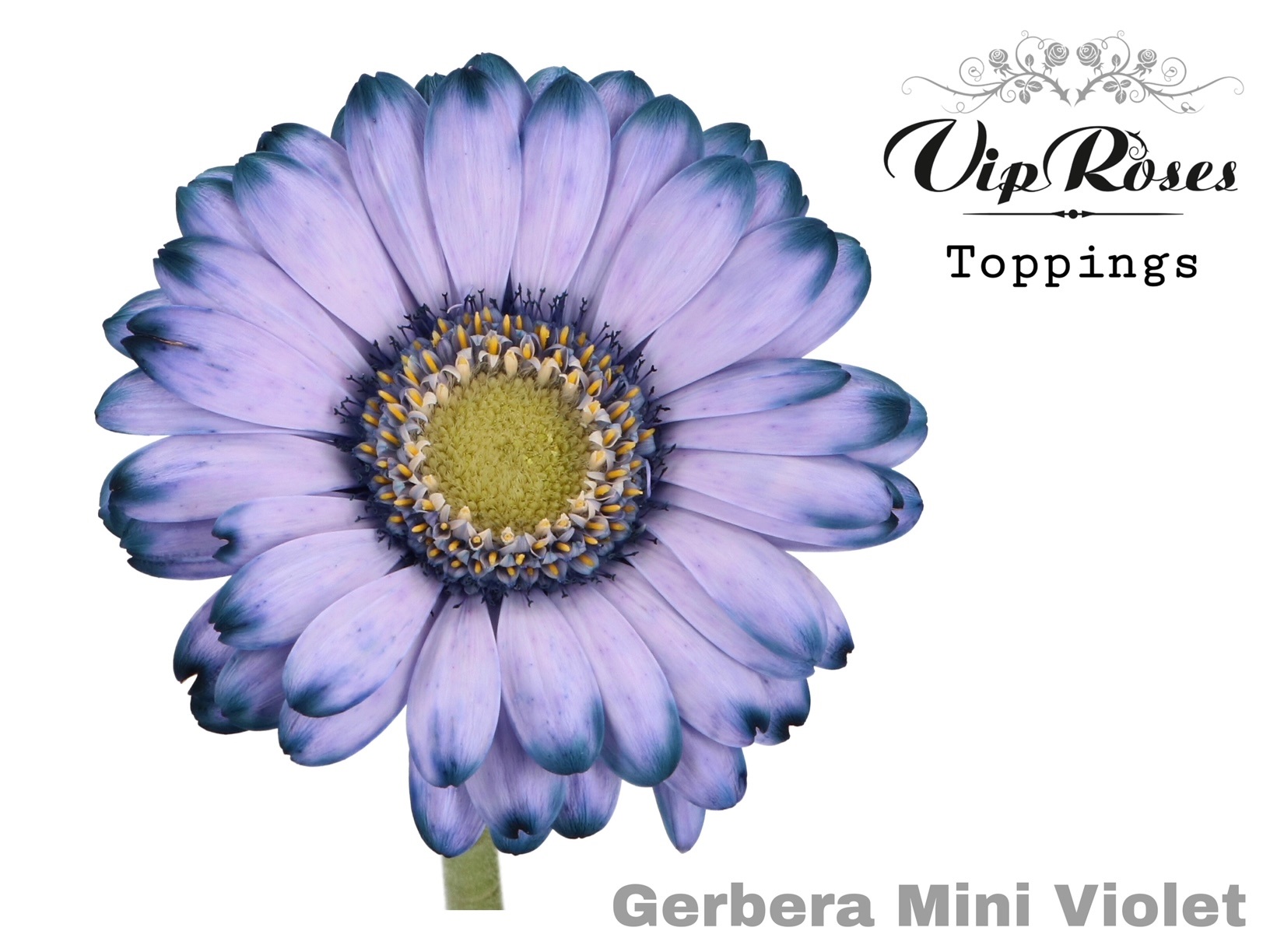 Ge Mi Violet 50 cm