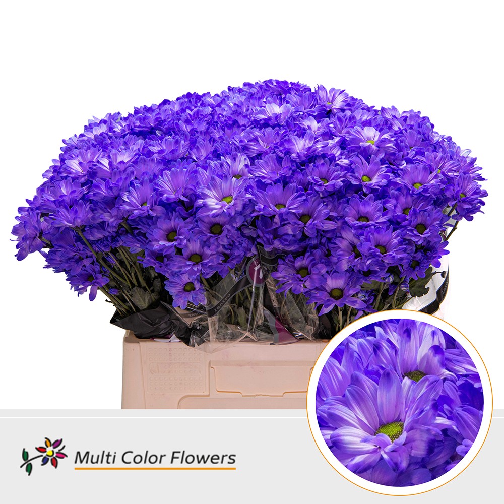 Chrysanth Spray Painted Kennedy Dark Violet 60cm